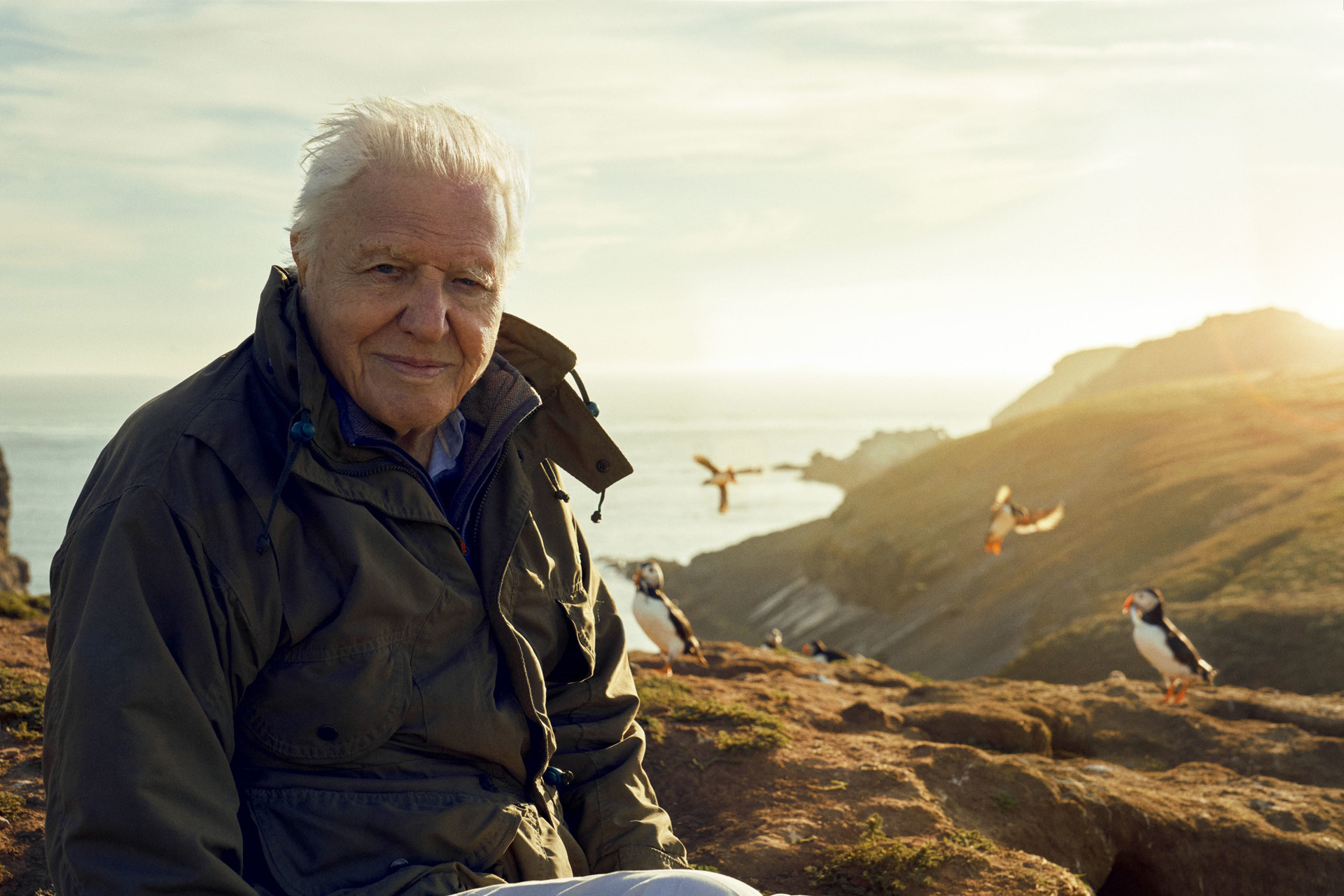 Sir David Attenborough,Sir David Attenborough, filming for Wild Isles series, next to Common puffins (Fratercula arctica), Skomer Island, off Pembrokeshire coast, Wales