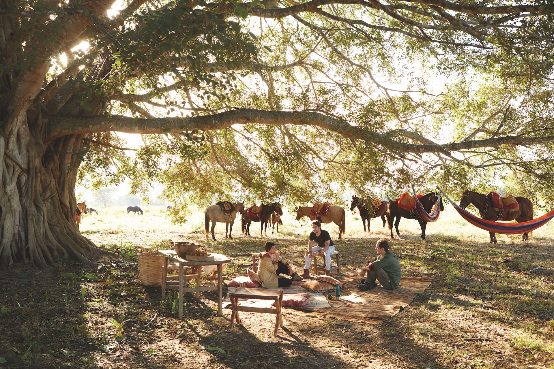 caiman brazil horses picnic