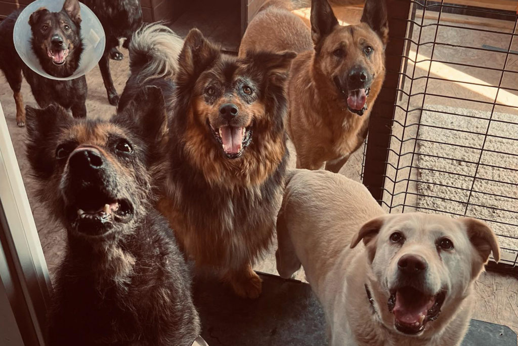 Dog Rescue Charities And Associations To Support