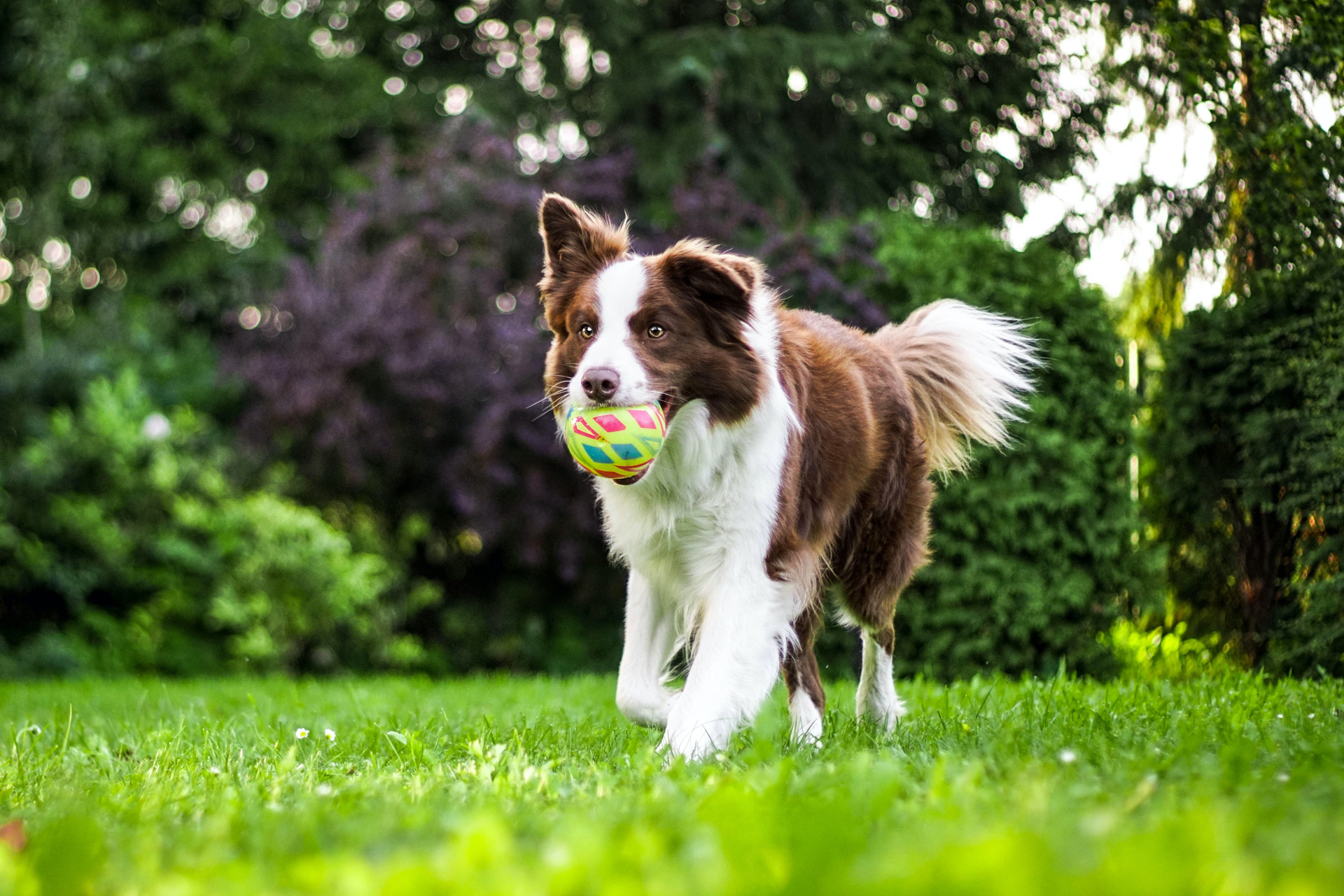 Dog Rescue Charities to Support