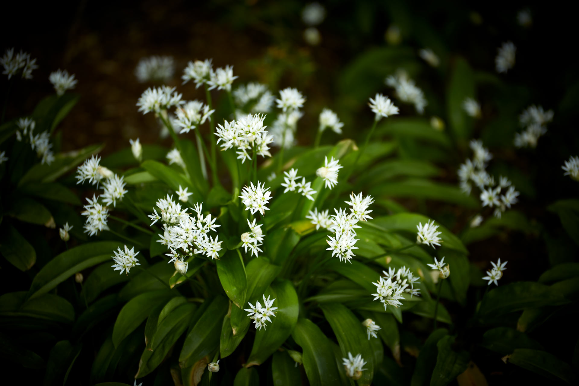 Wild garlic