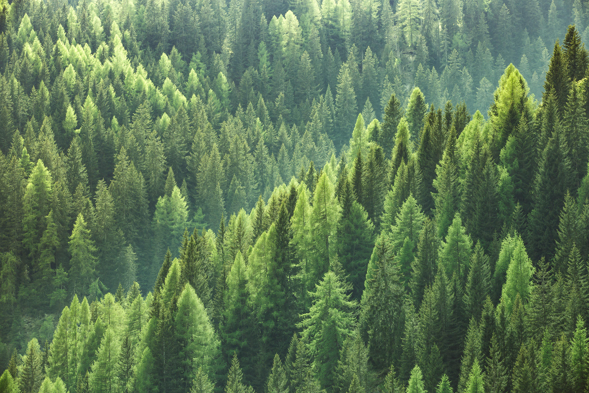 Aerial view of pine forest