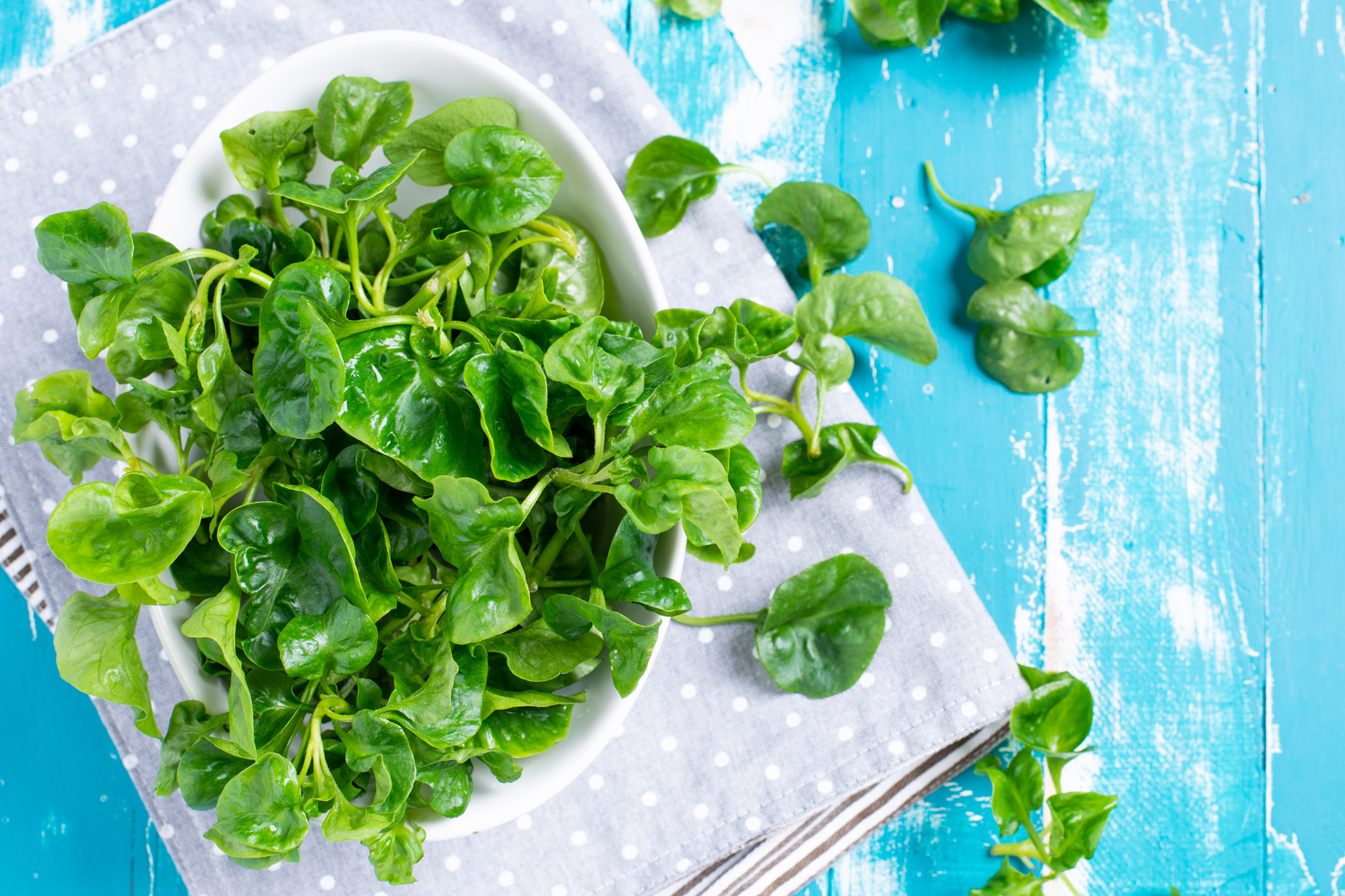 Watercress on a blue background