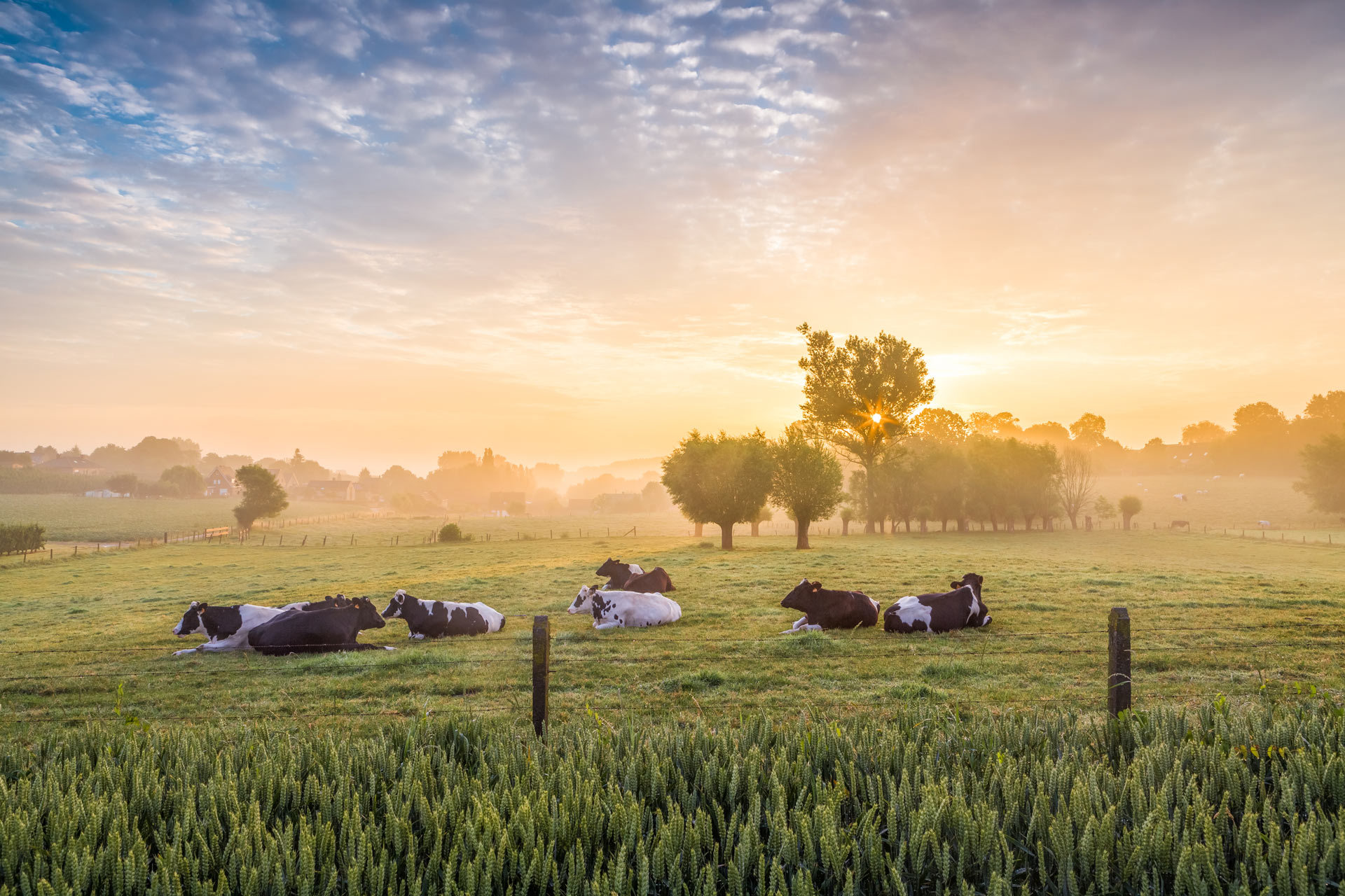 Cows in a field