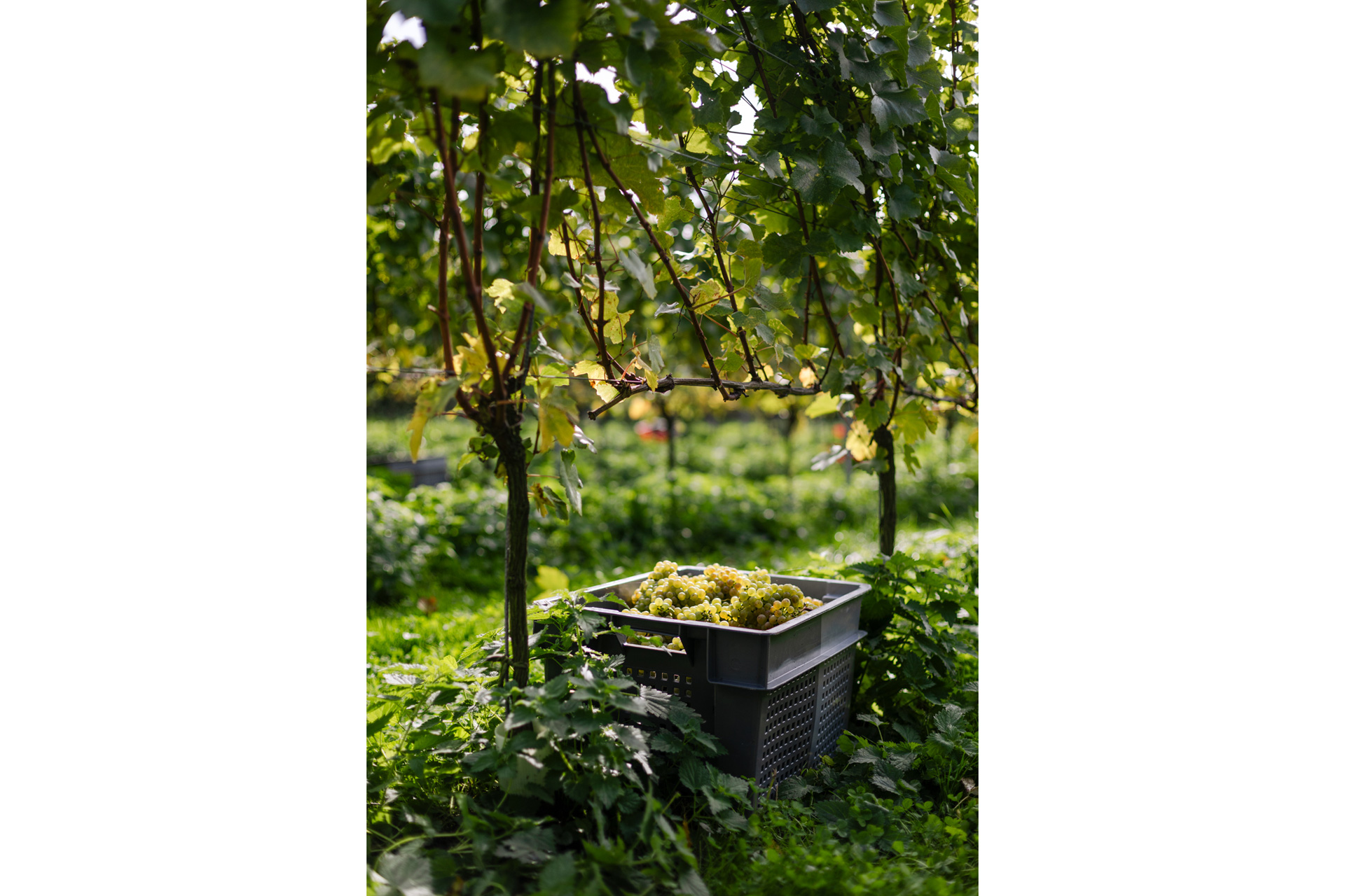 A British vineyard