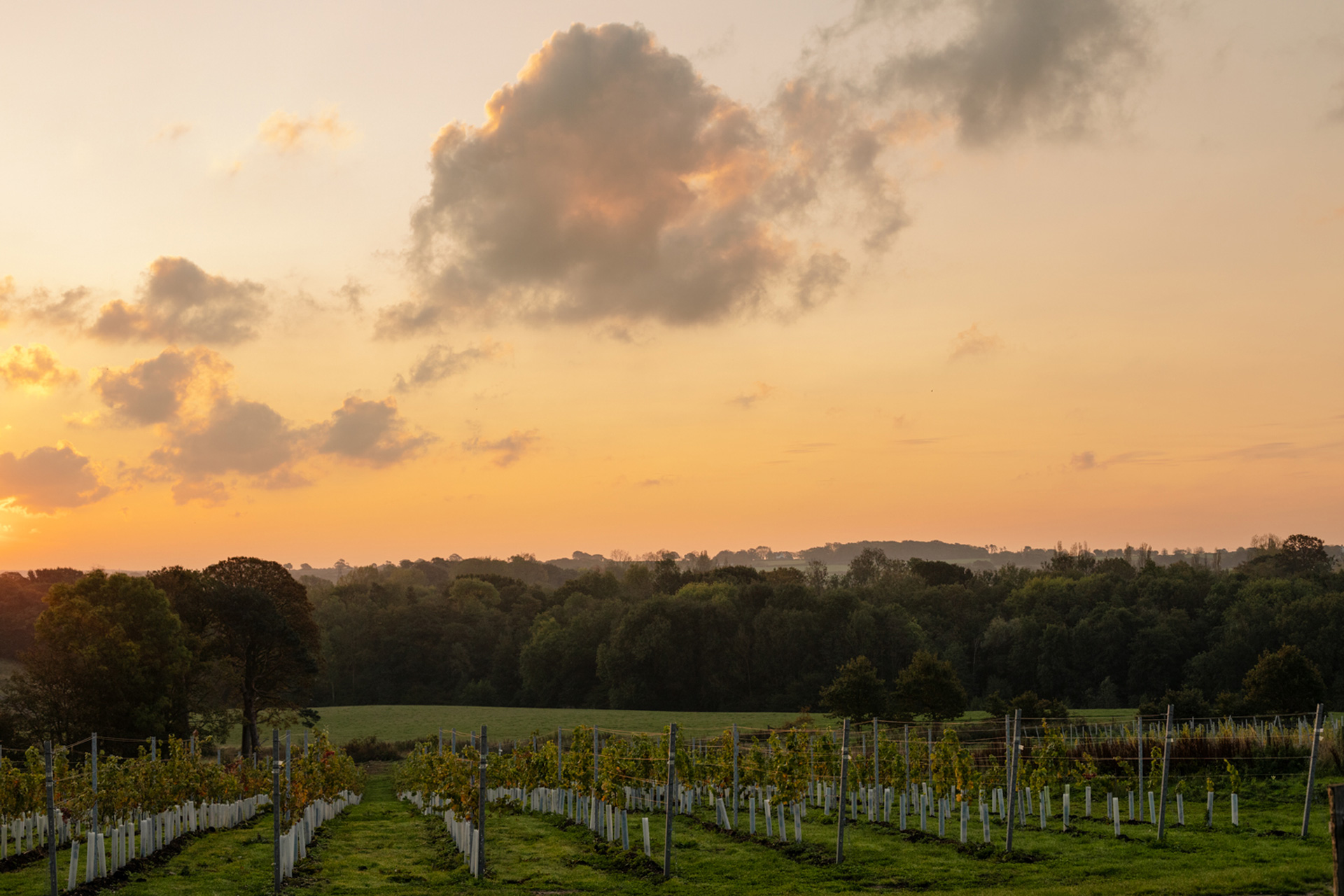 English Wine Week: Abbie Moulton on the British Wine Renaissance