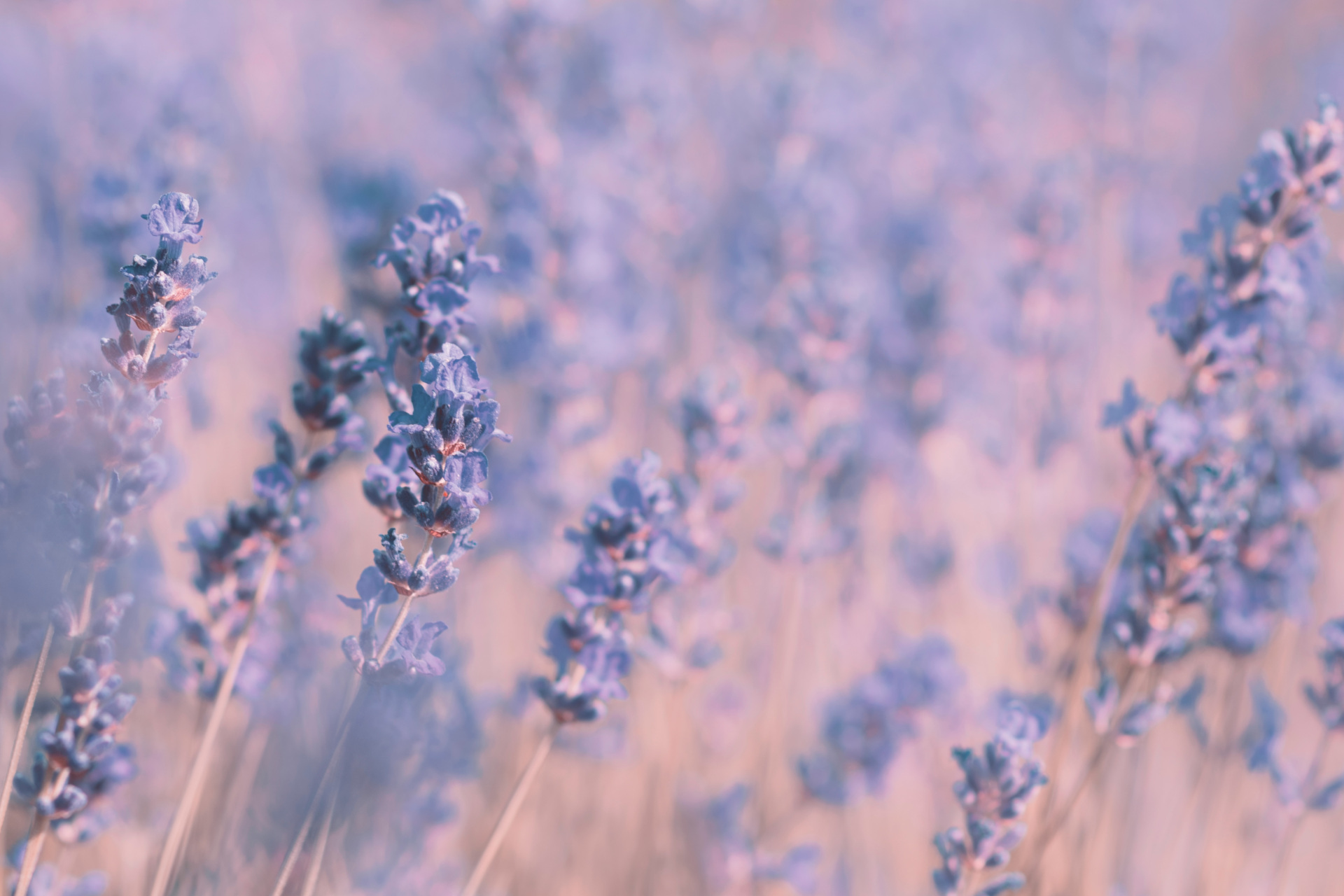 Lavender field