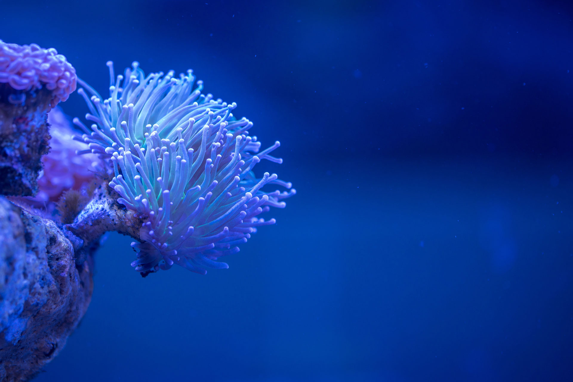 Coral in the Ocean