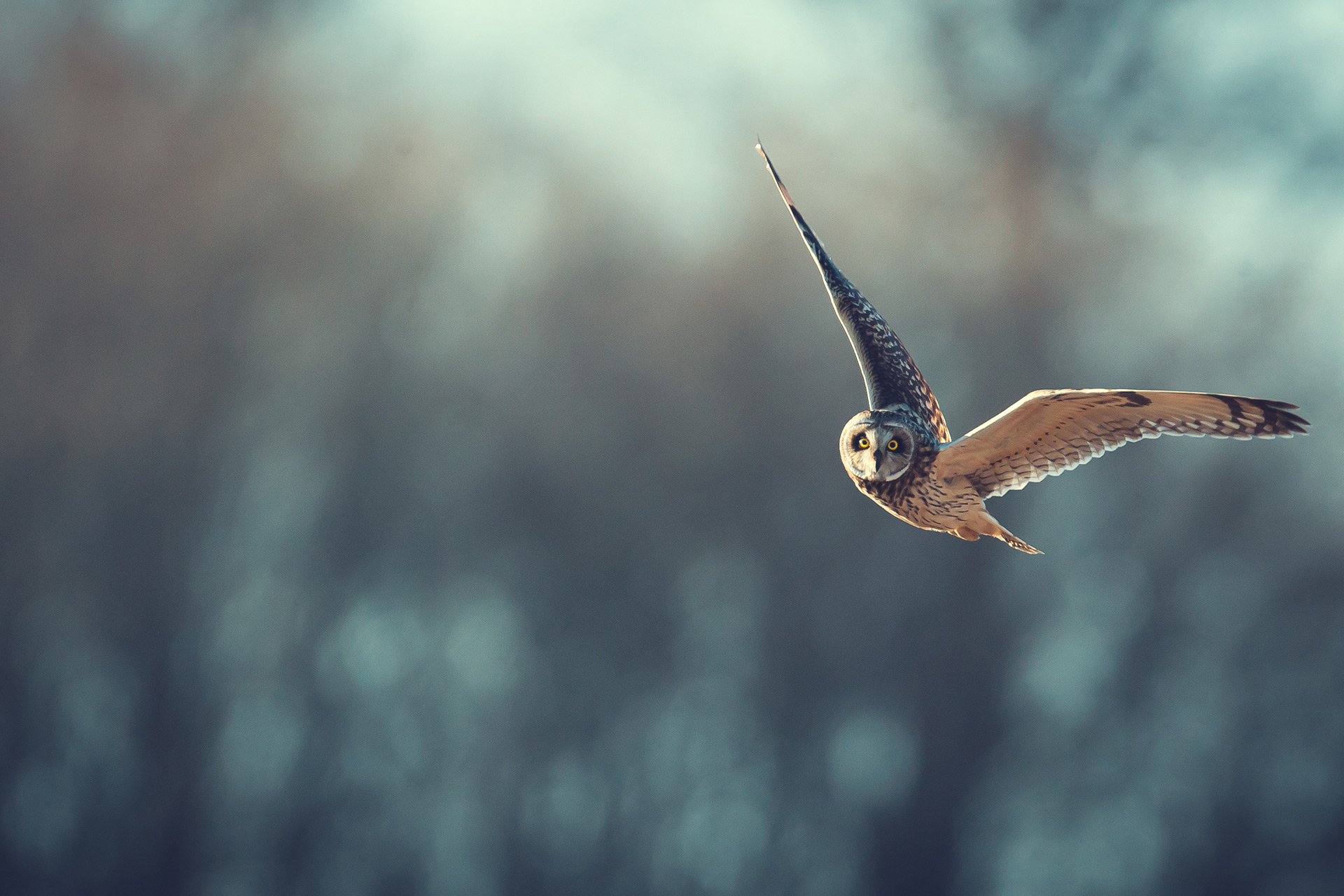 Owl flying through a forest on a winter's morning