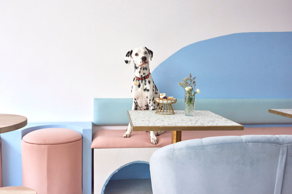 A dog sat at the table