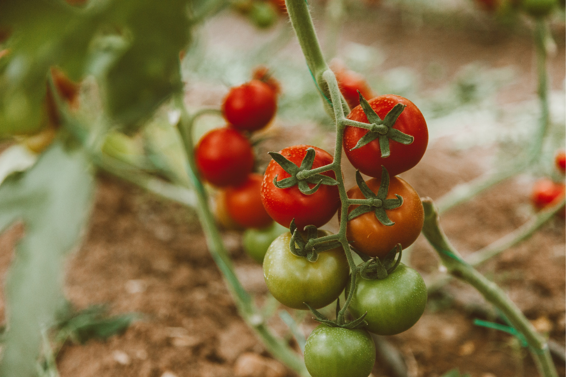 Tomatoes on vine