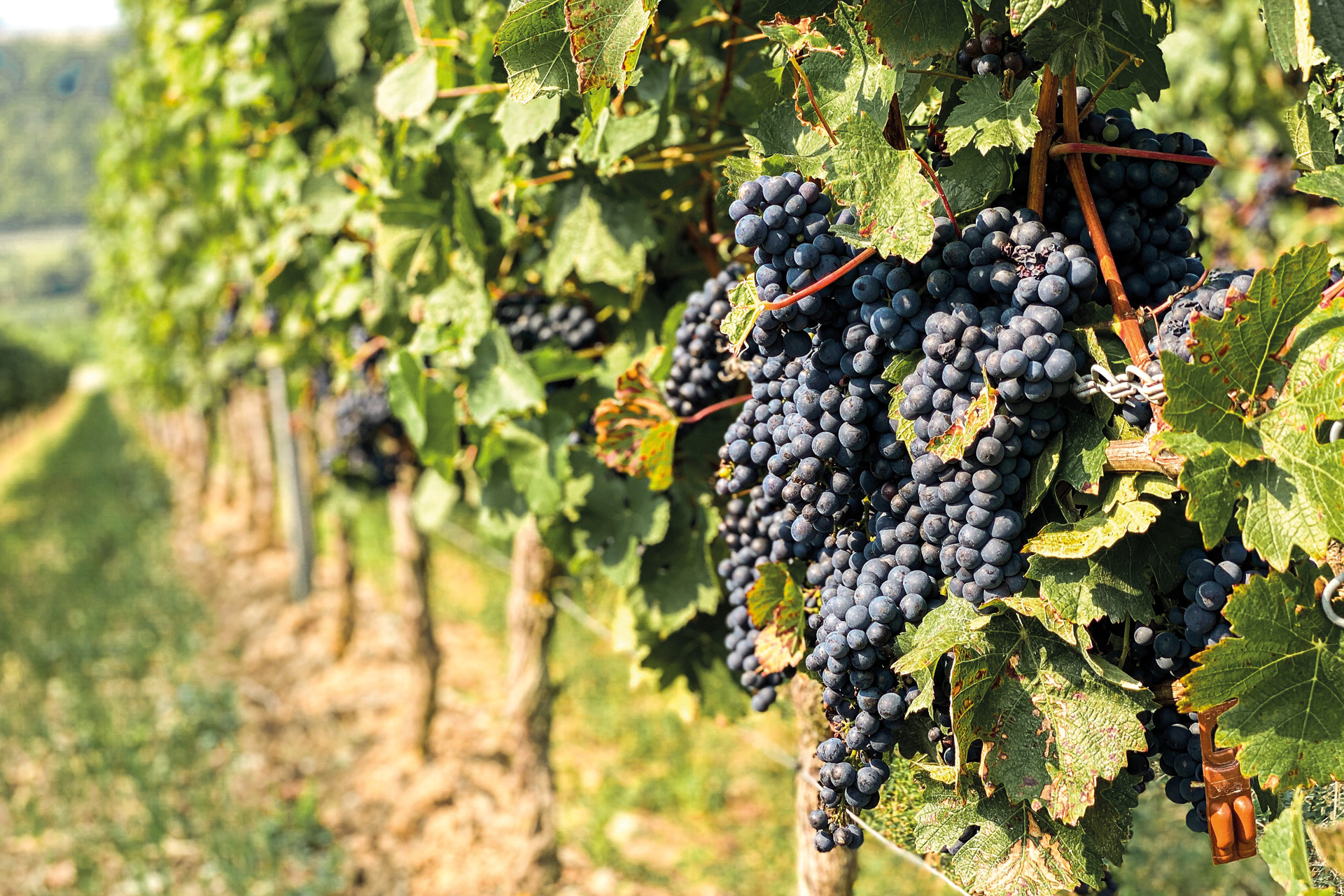 Vineyard with black grapes on vine