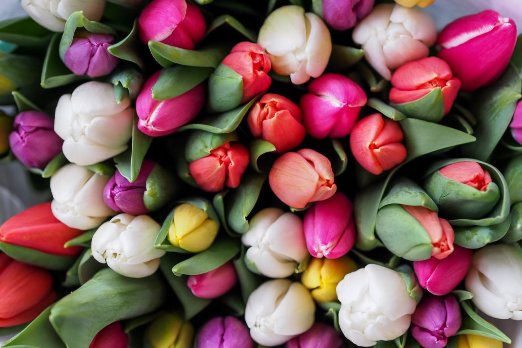 A romantic bunch of tulips