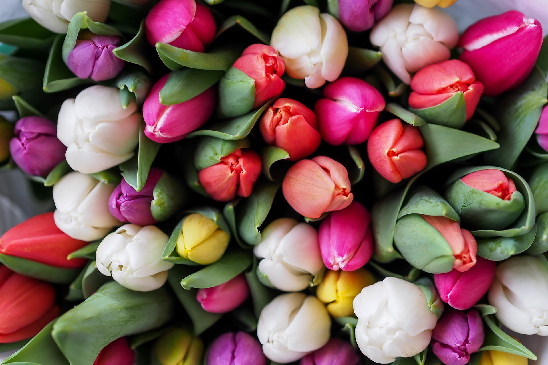 A romantic bunch of tulips