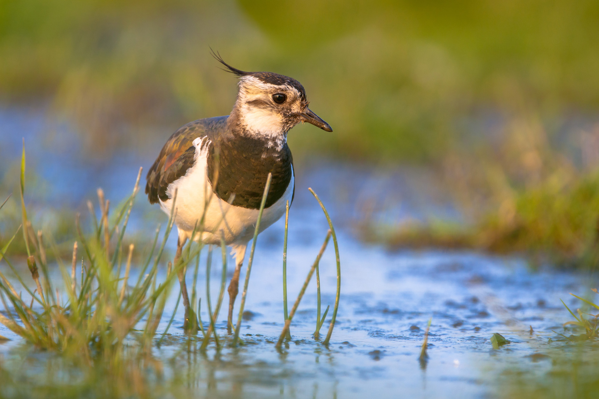 bird standing in lake