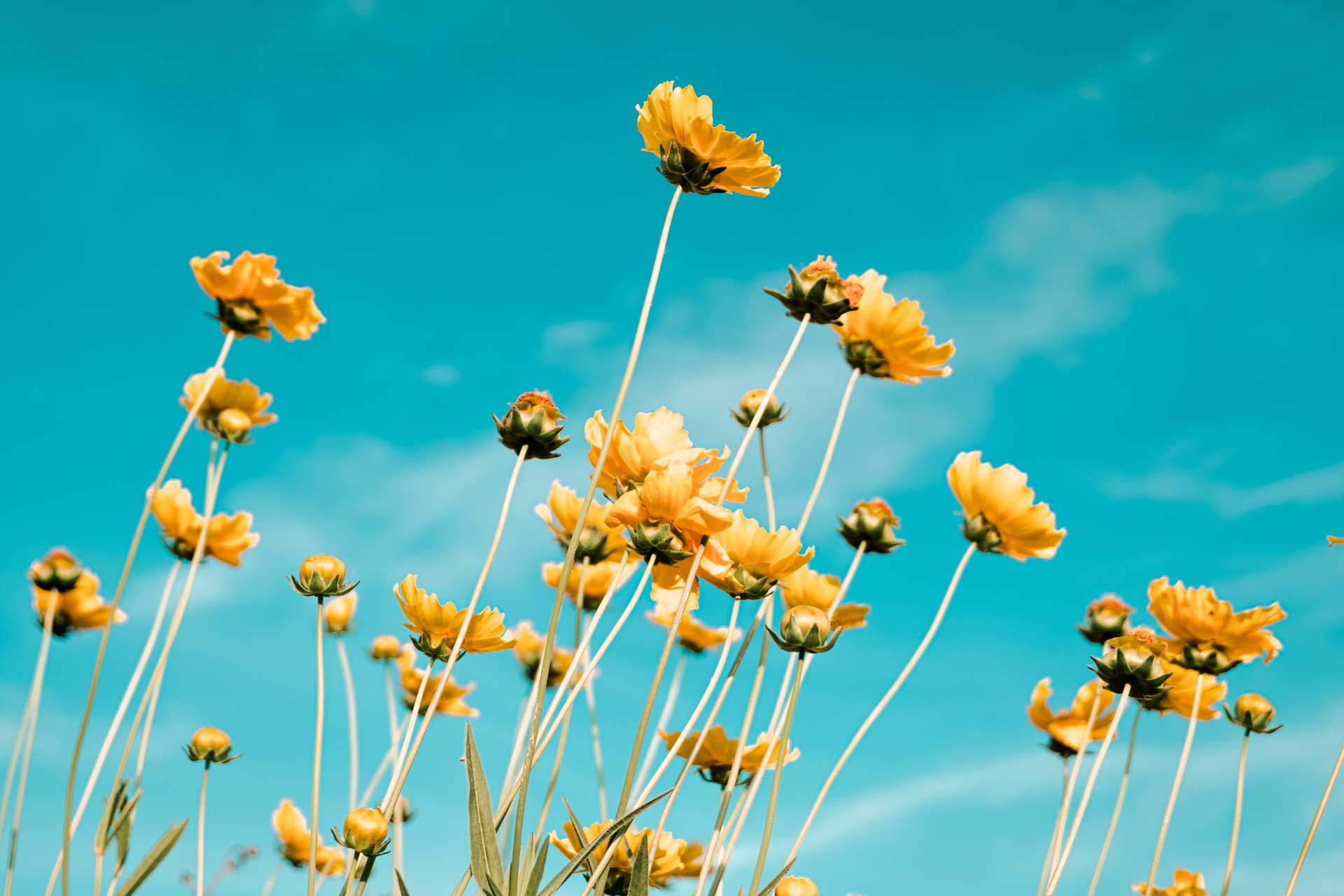 yellow spring flowers