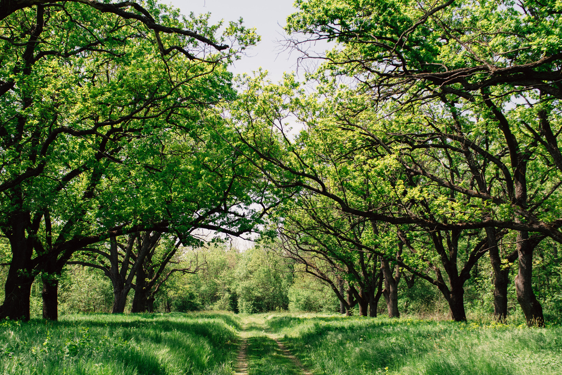 Trees