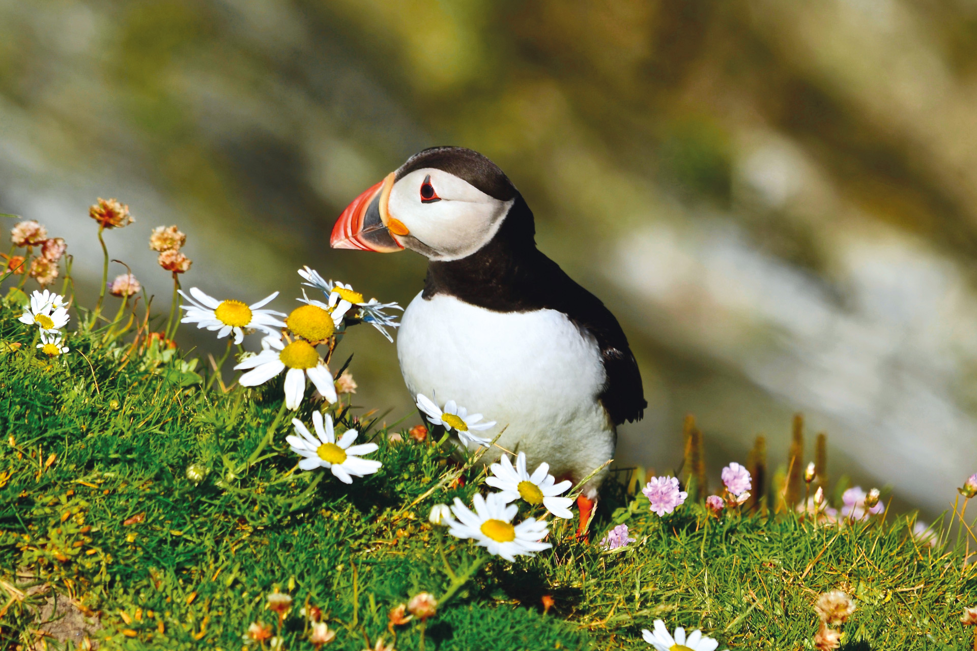 Black and white puffin on grassy bank with daisies growing
