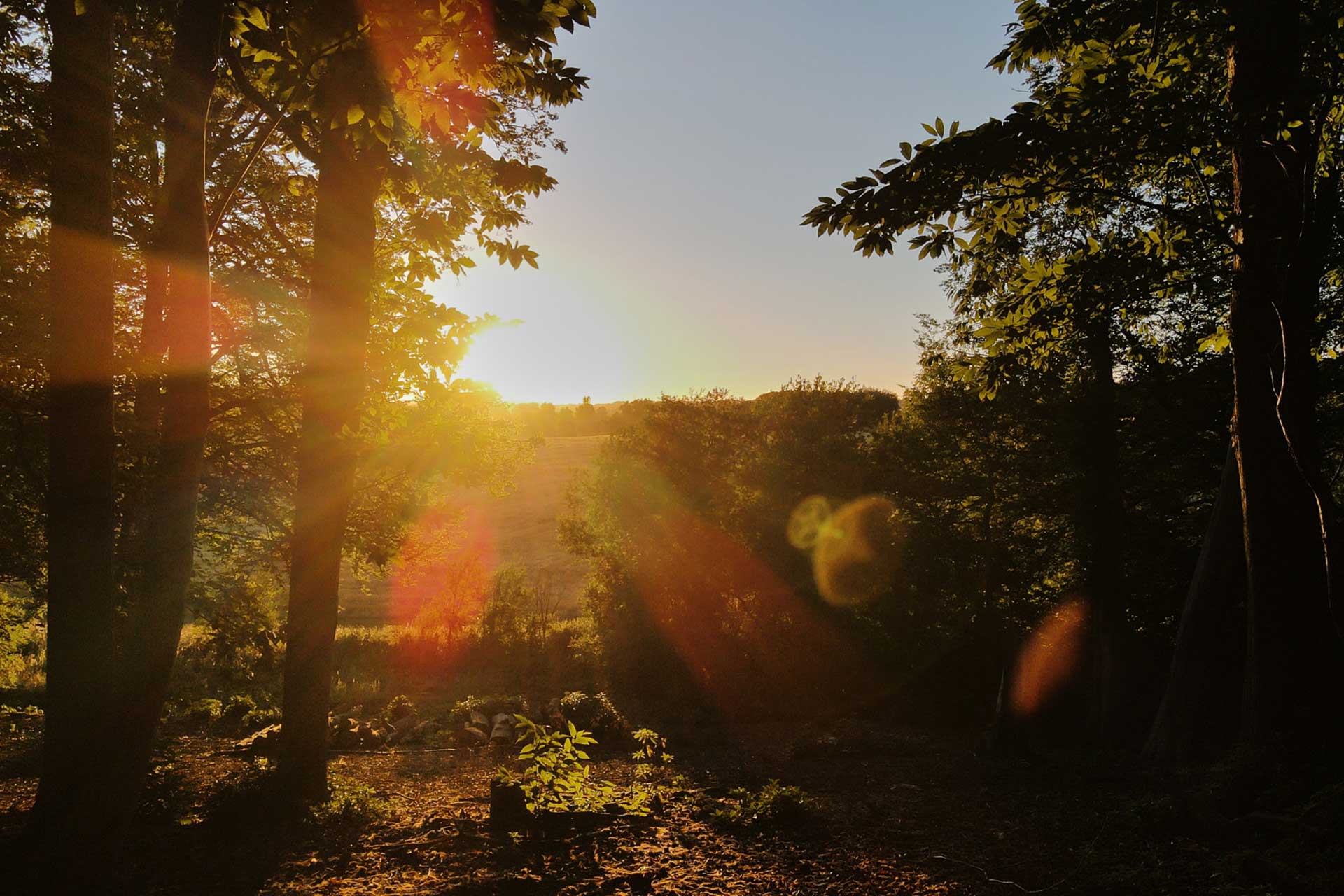 View from the Cowdray Tree Houses