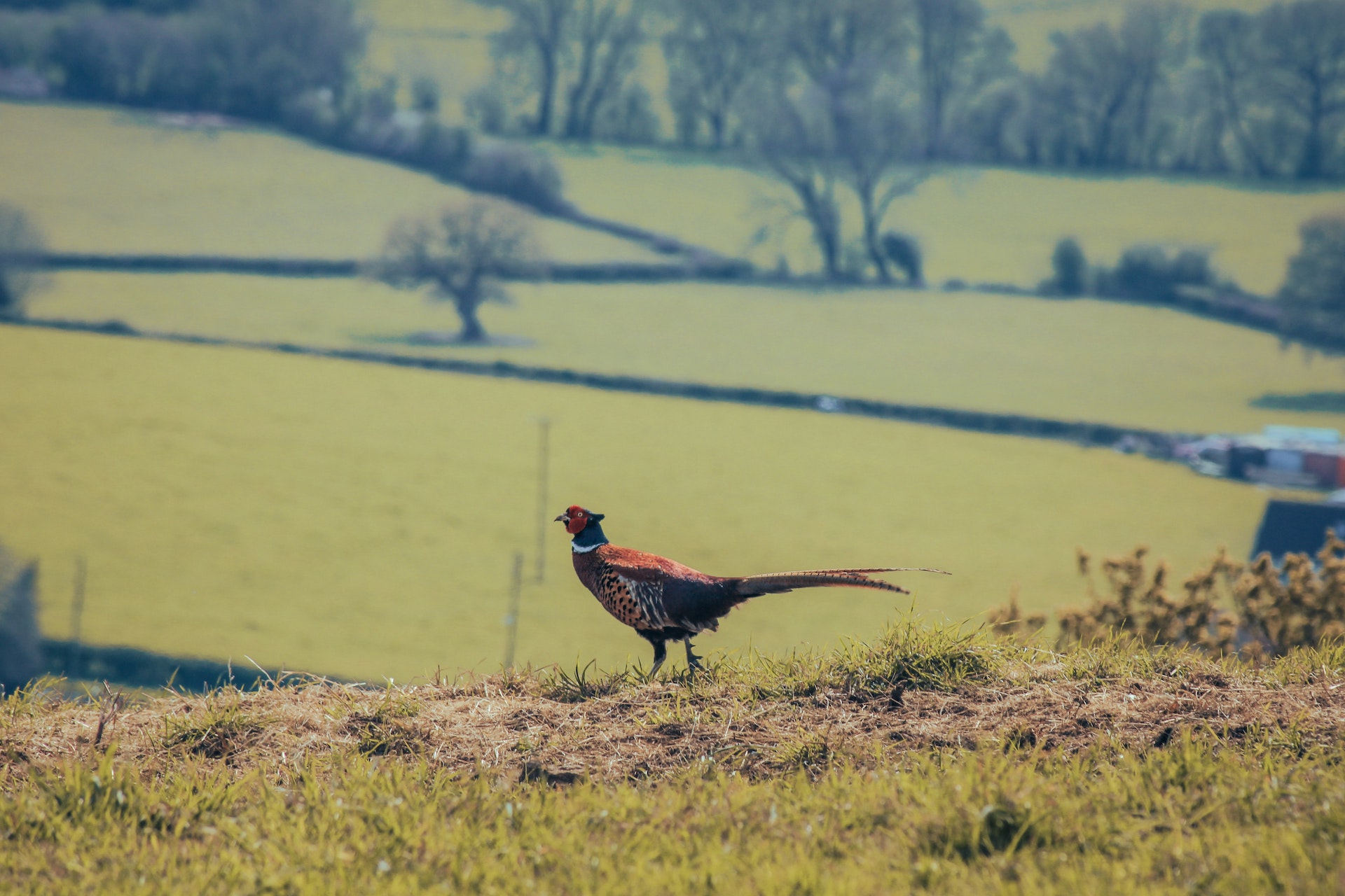 pheasant