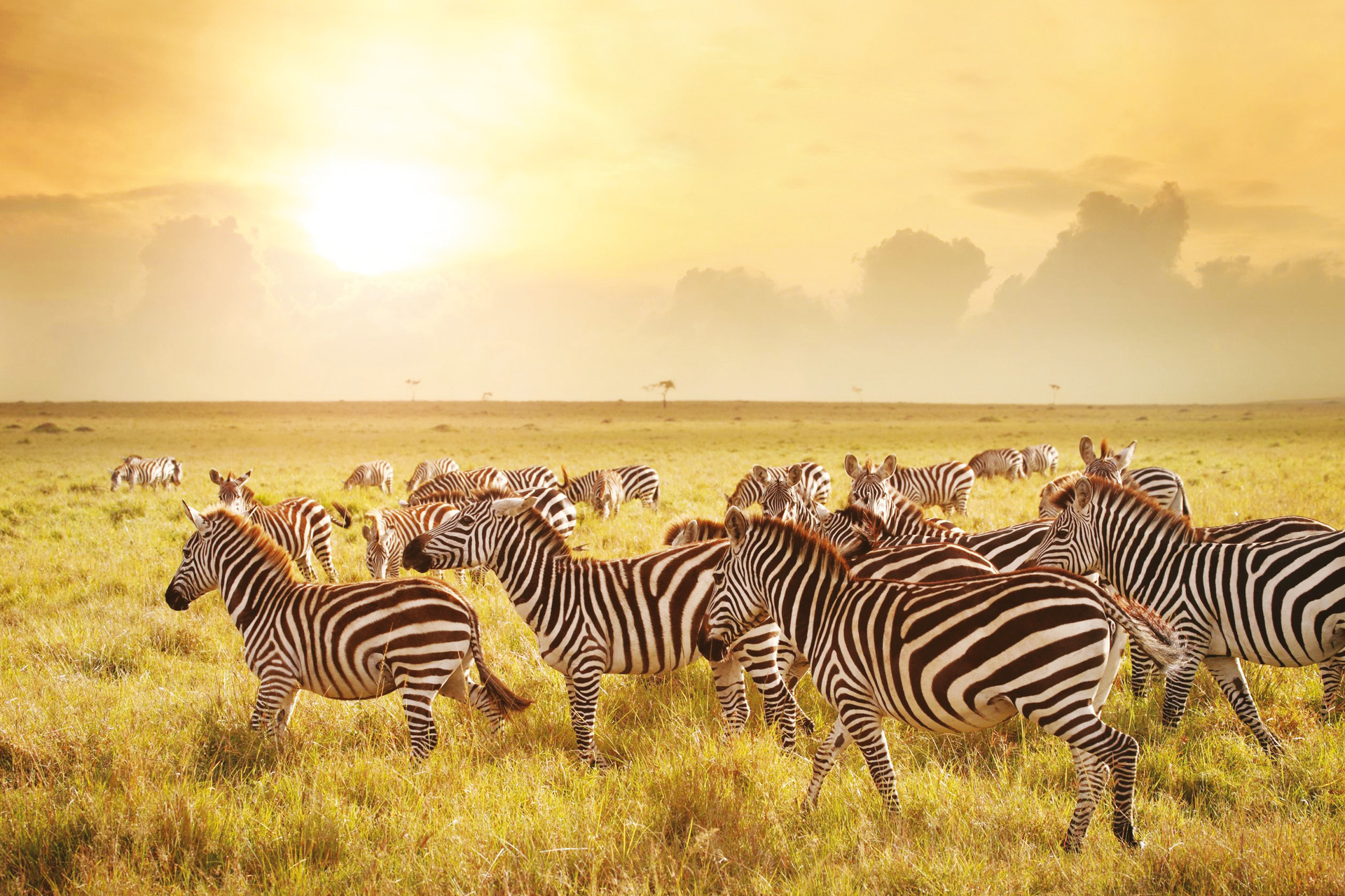 Zebras at Serengeti National Park