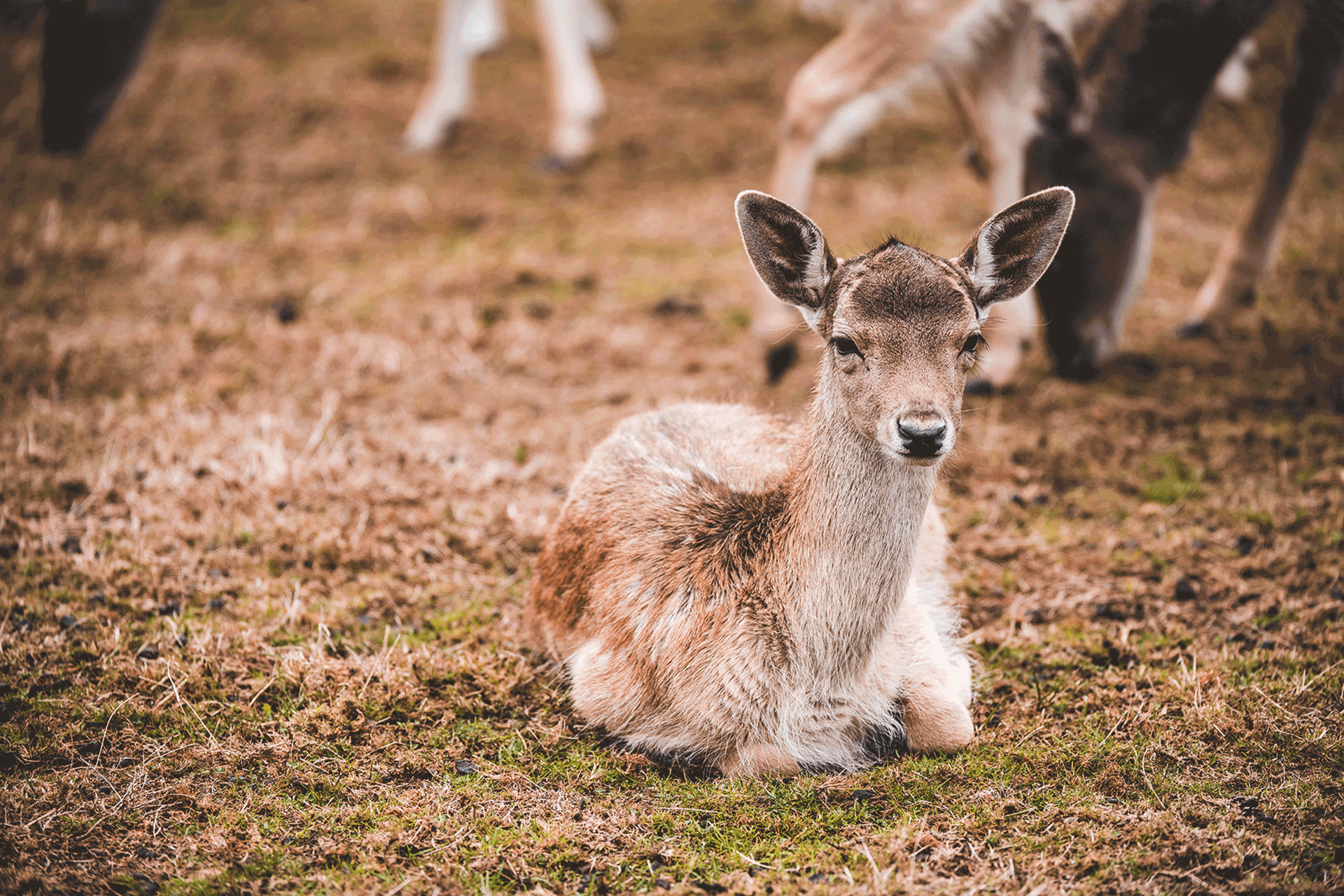 Deer at Bovey Castle.