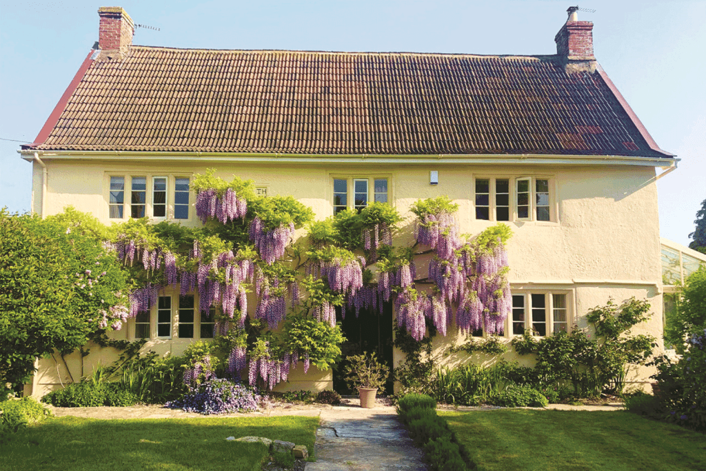 Yellow wisteria-clad farmhouse.