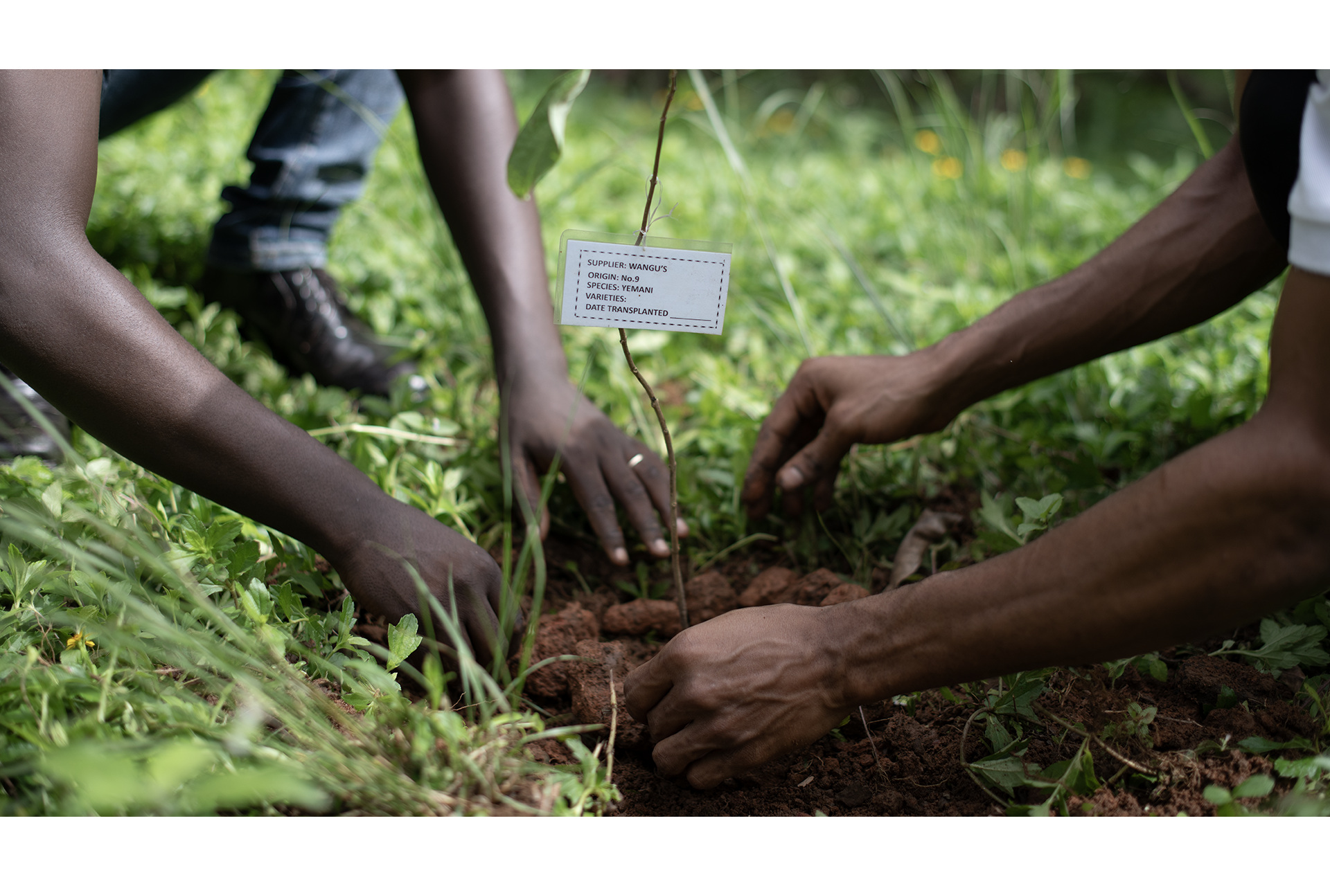 Hands planting patch