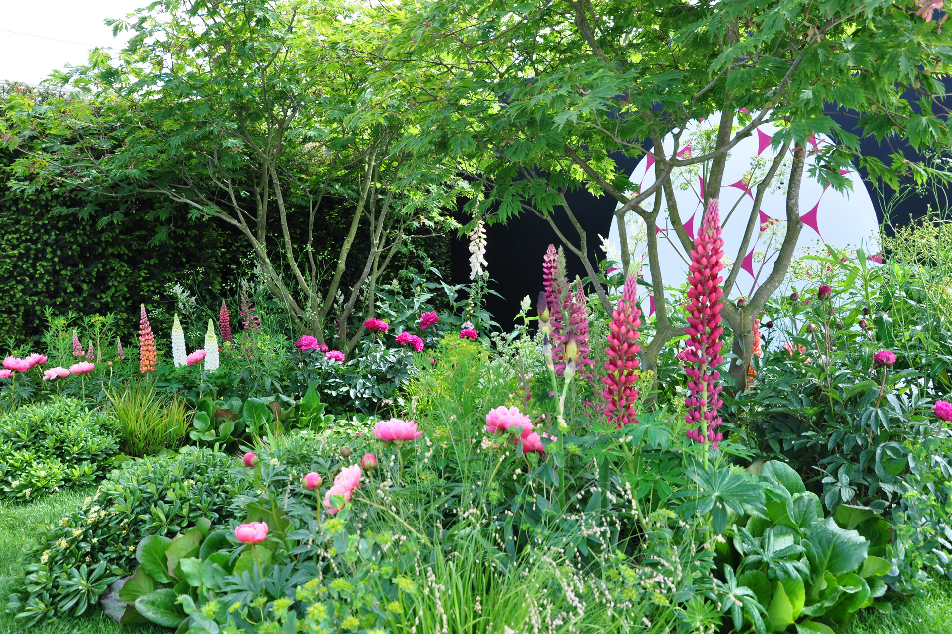 Lush, vibrant, pink flowers of lupins and peonies within a show garden at Royal Horticultural Society Chelsea Flower Show 2017