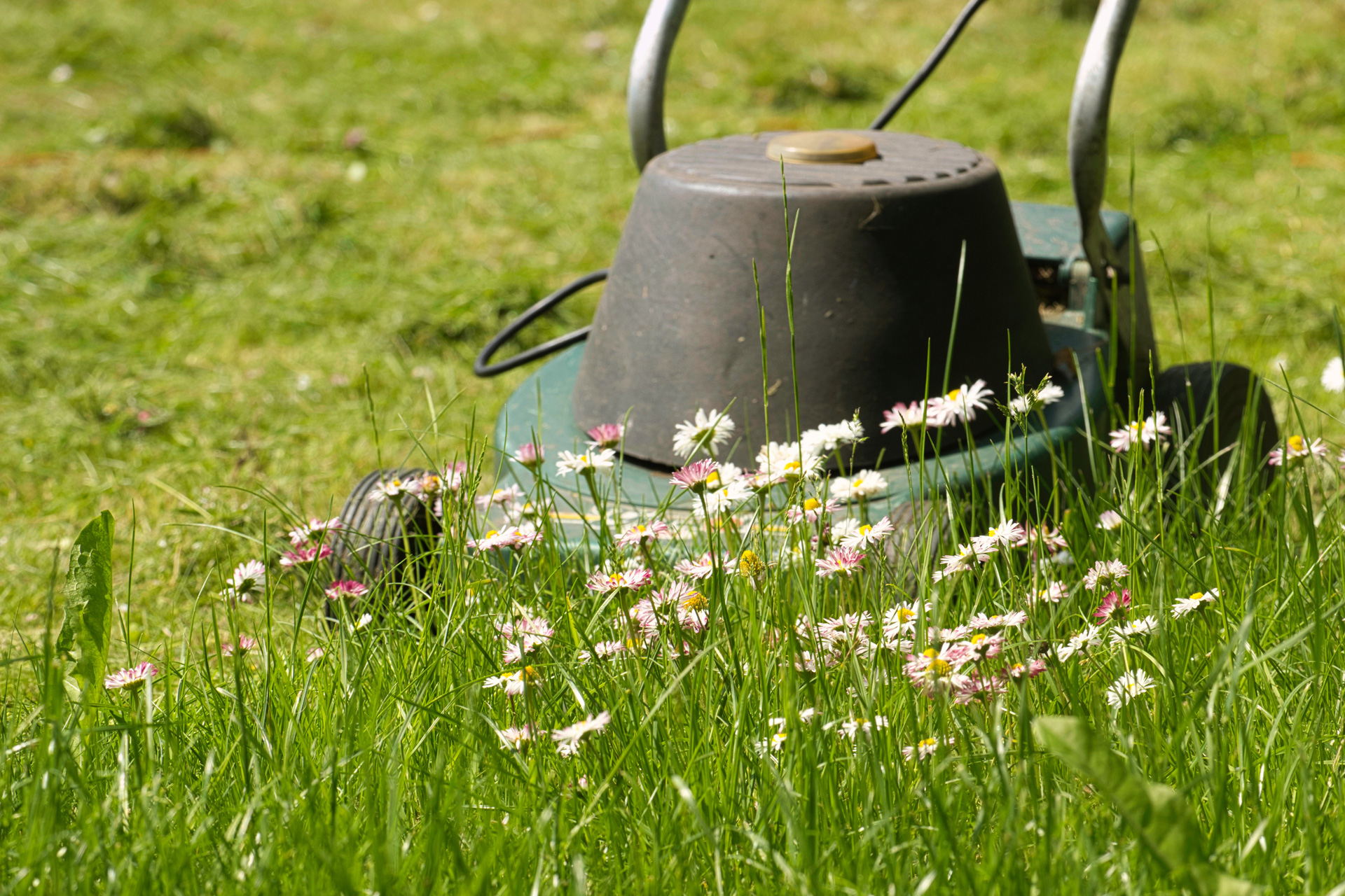 Lawn mower in garden