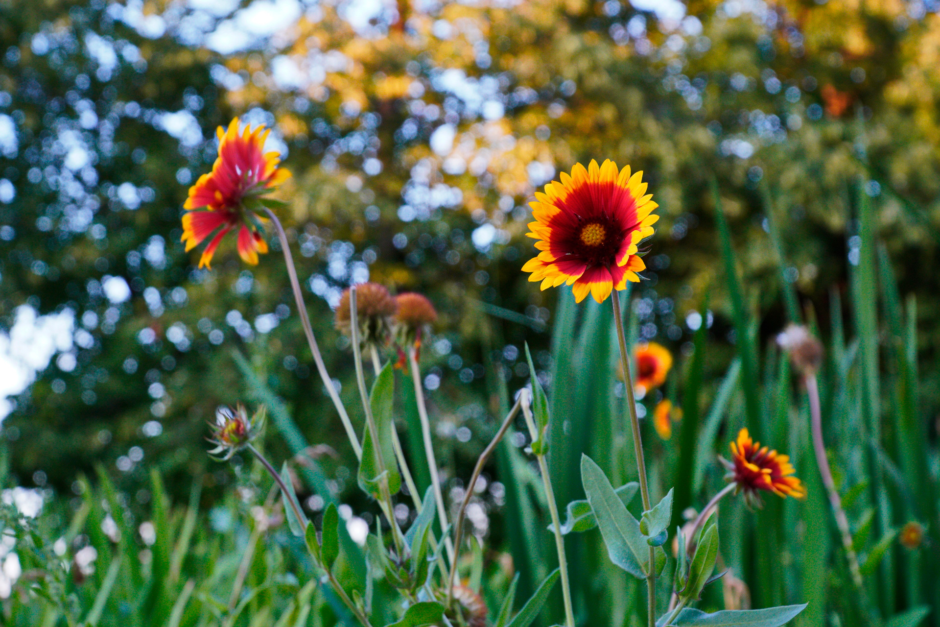 Flowers in a garden