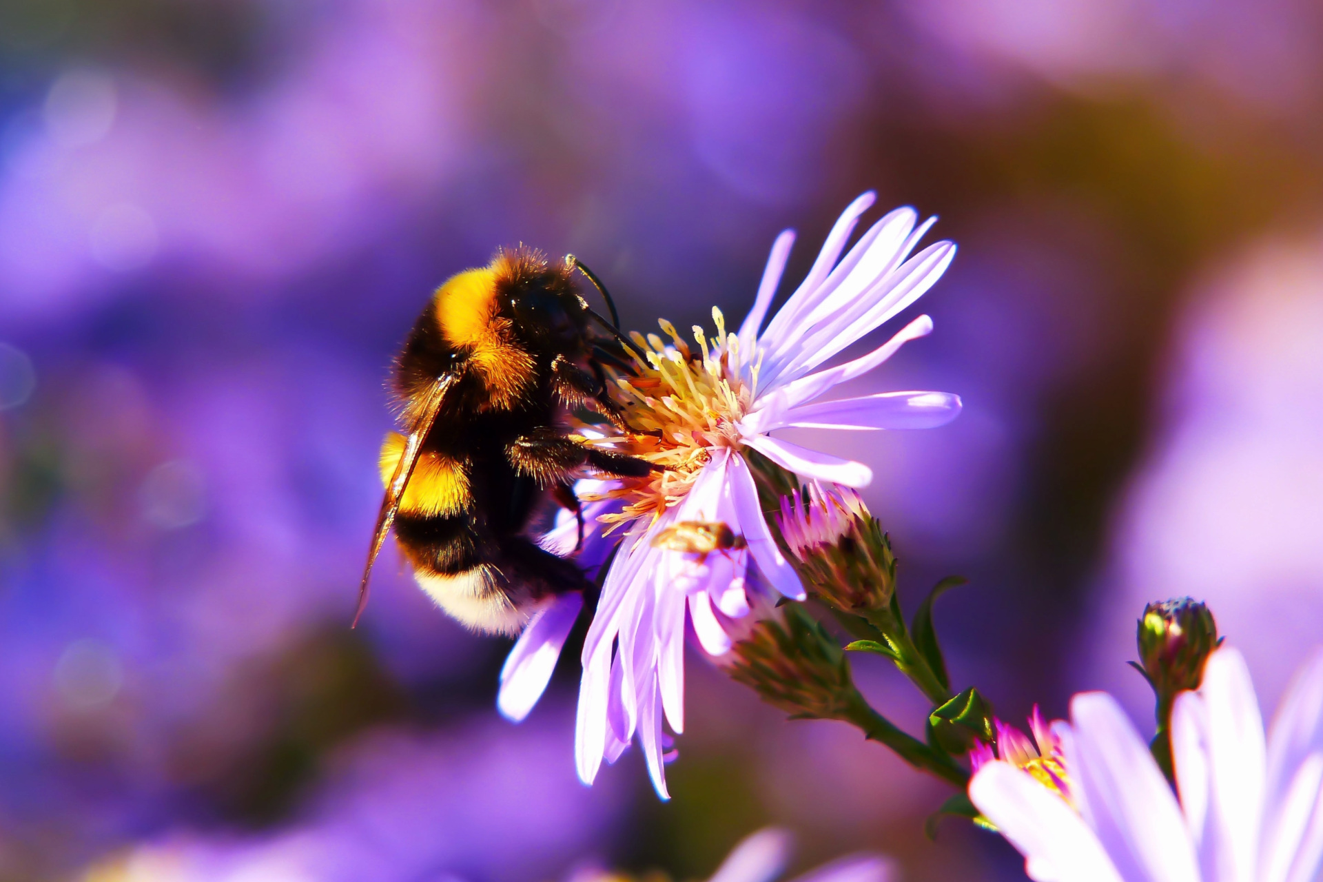 Bee on purple flowers