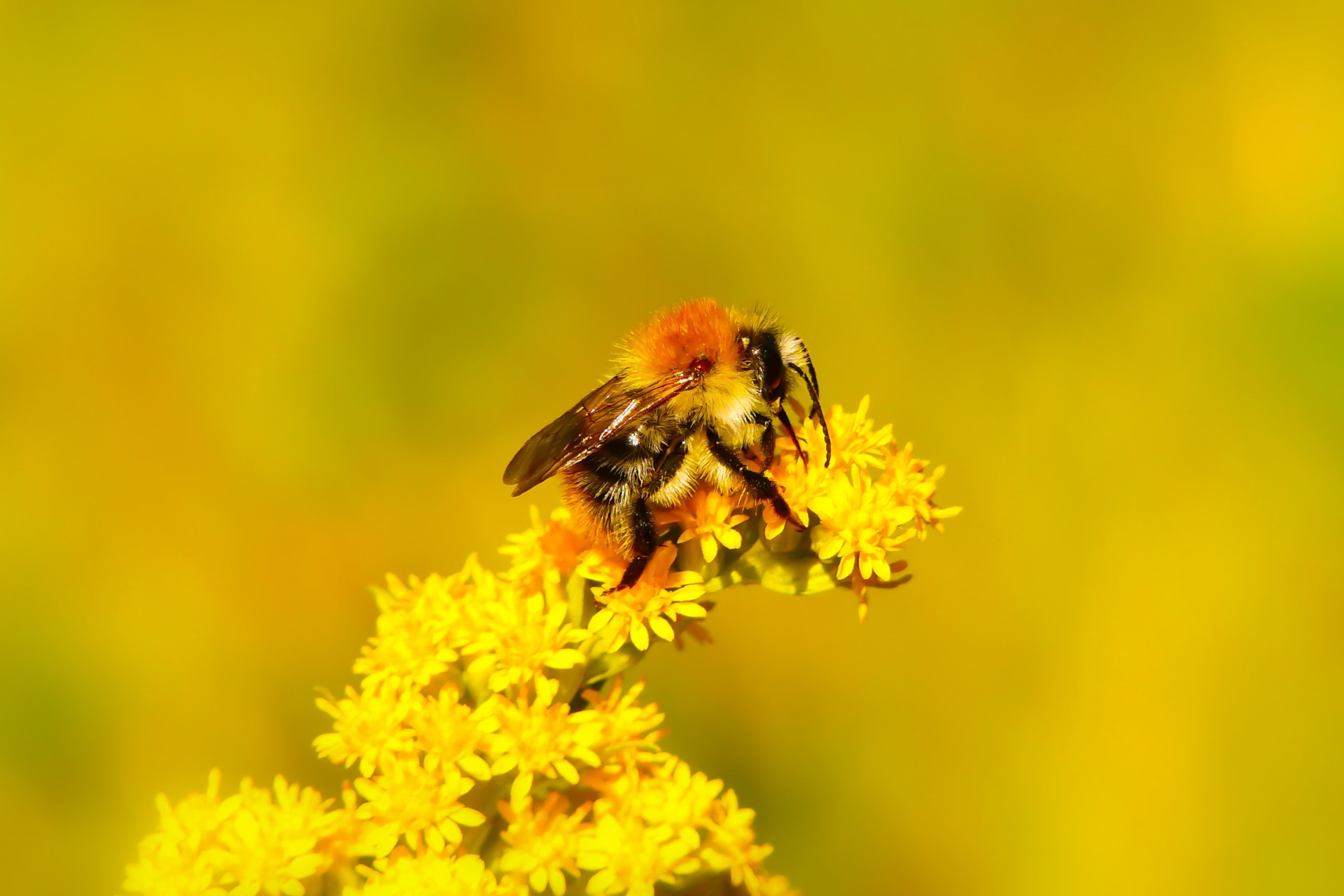 Bee on yellow flowers