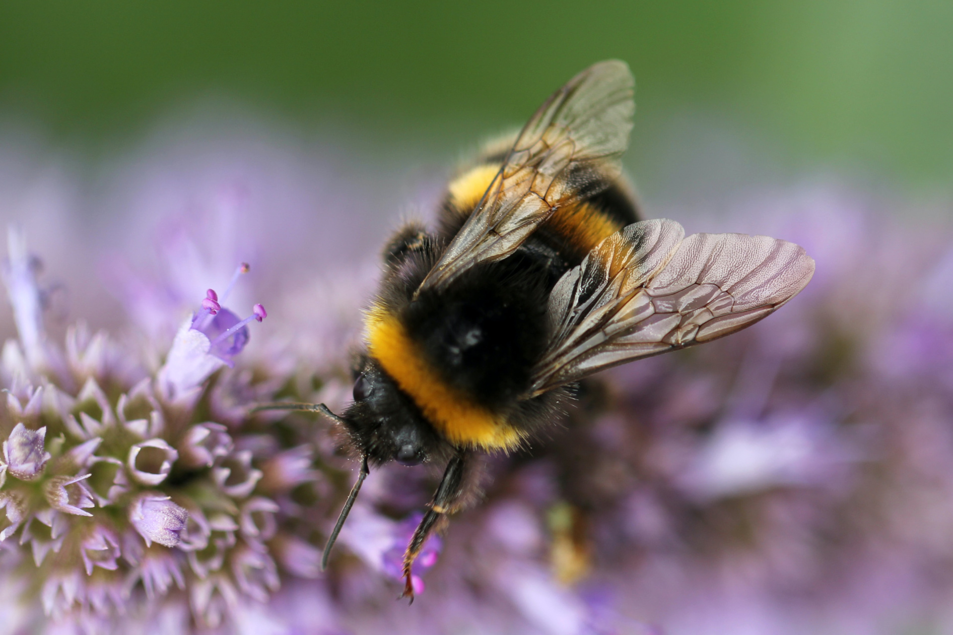 Bee on purple flowers