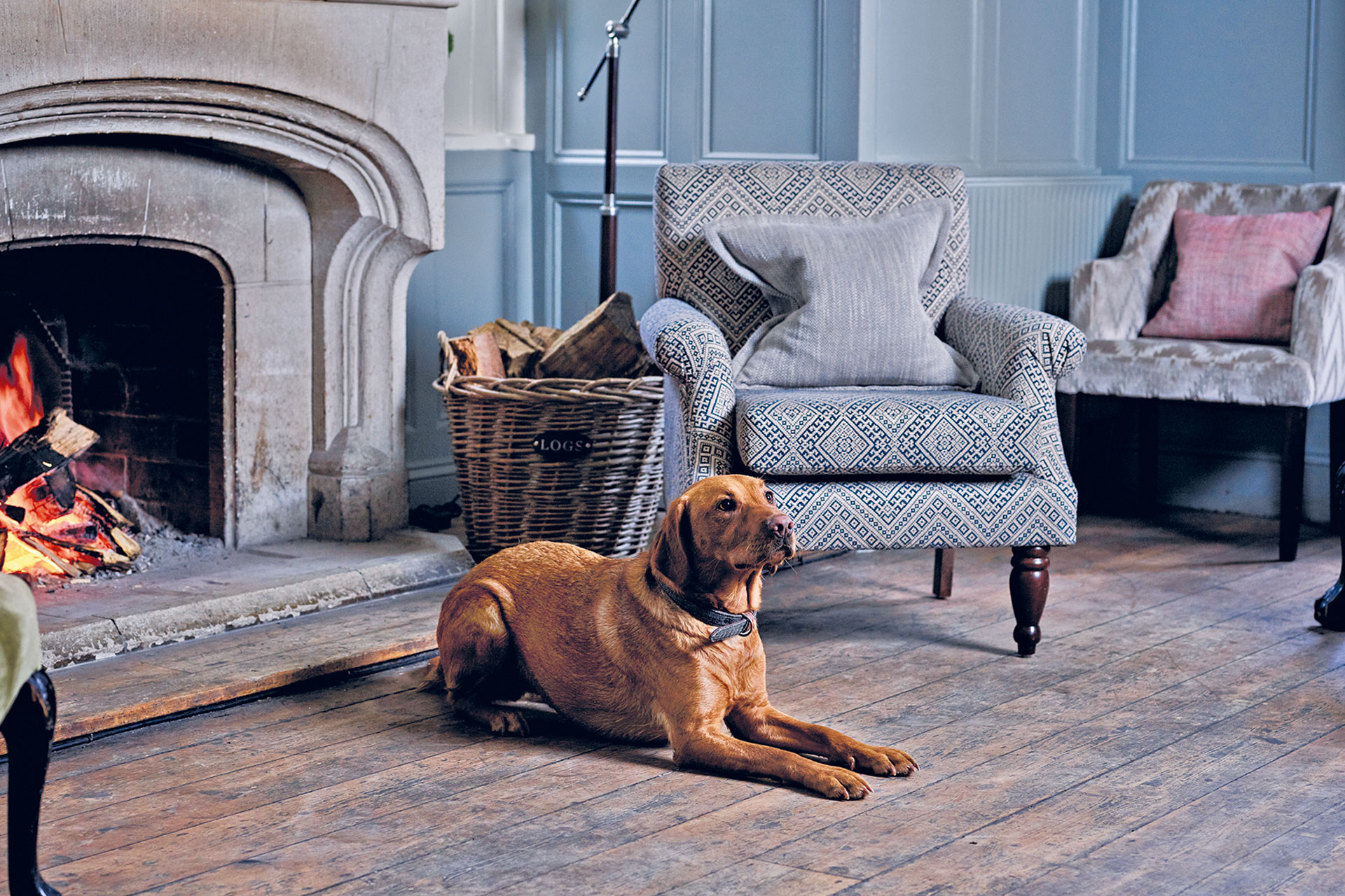The Montagu Arms - dog sits in front of a fireplace