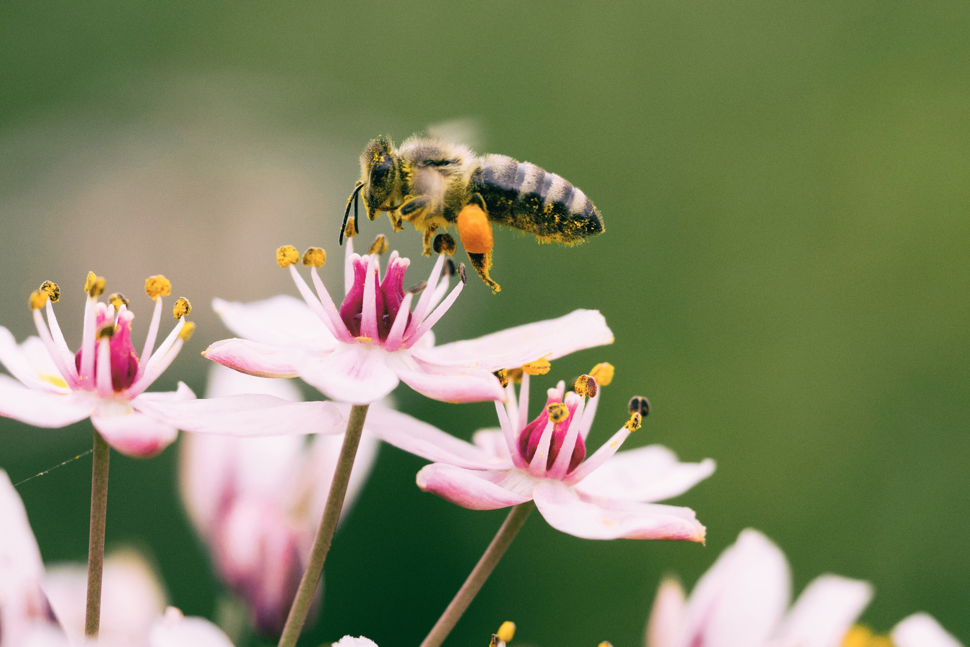 Bee with flowers