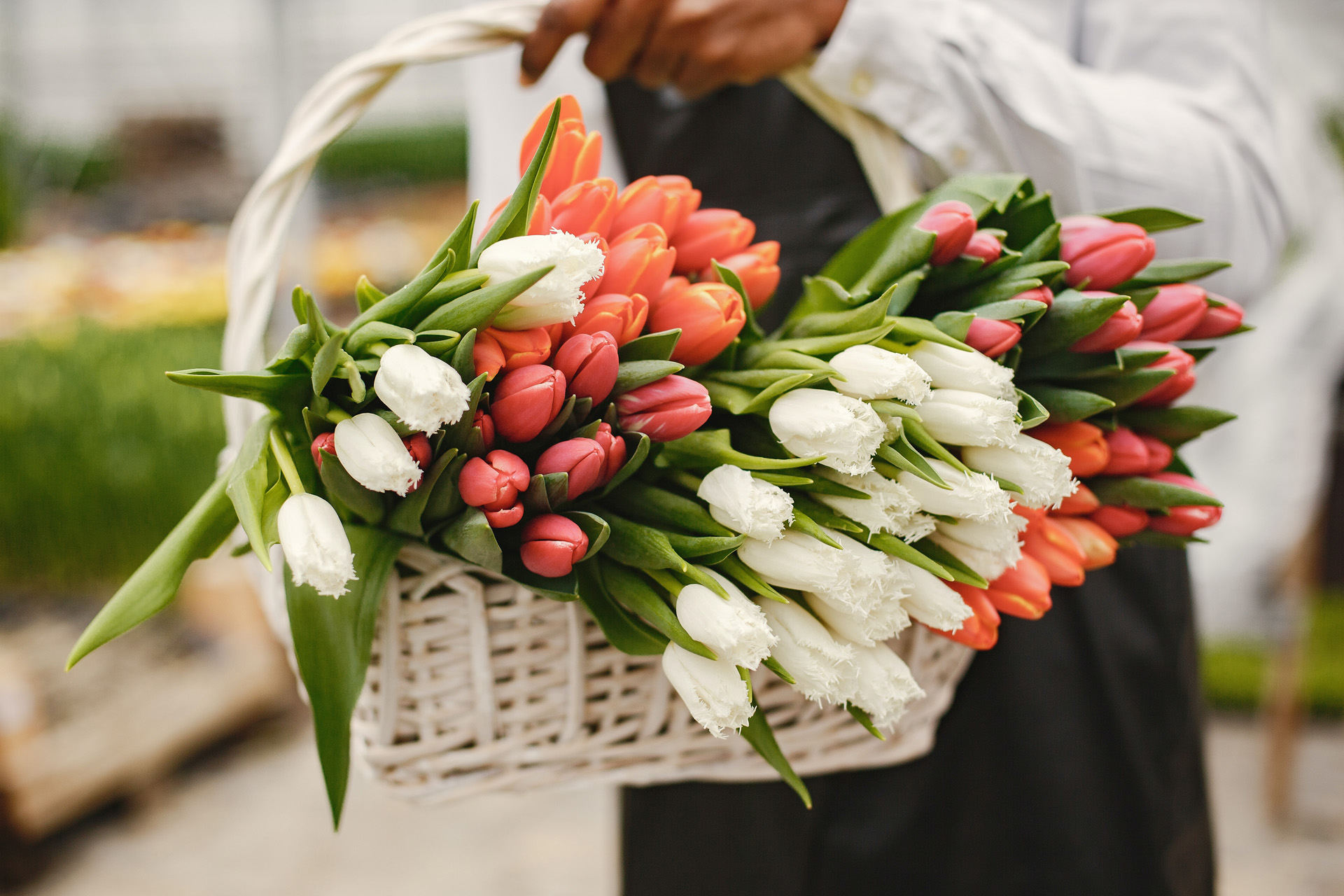 A bouquet of tulips