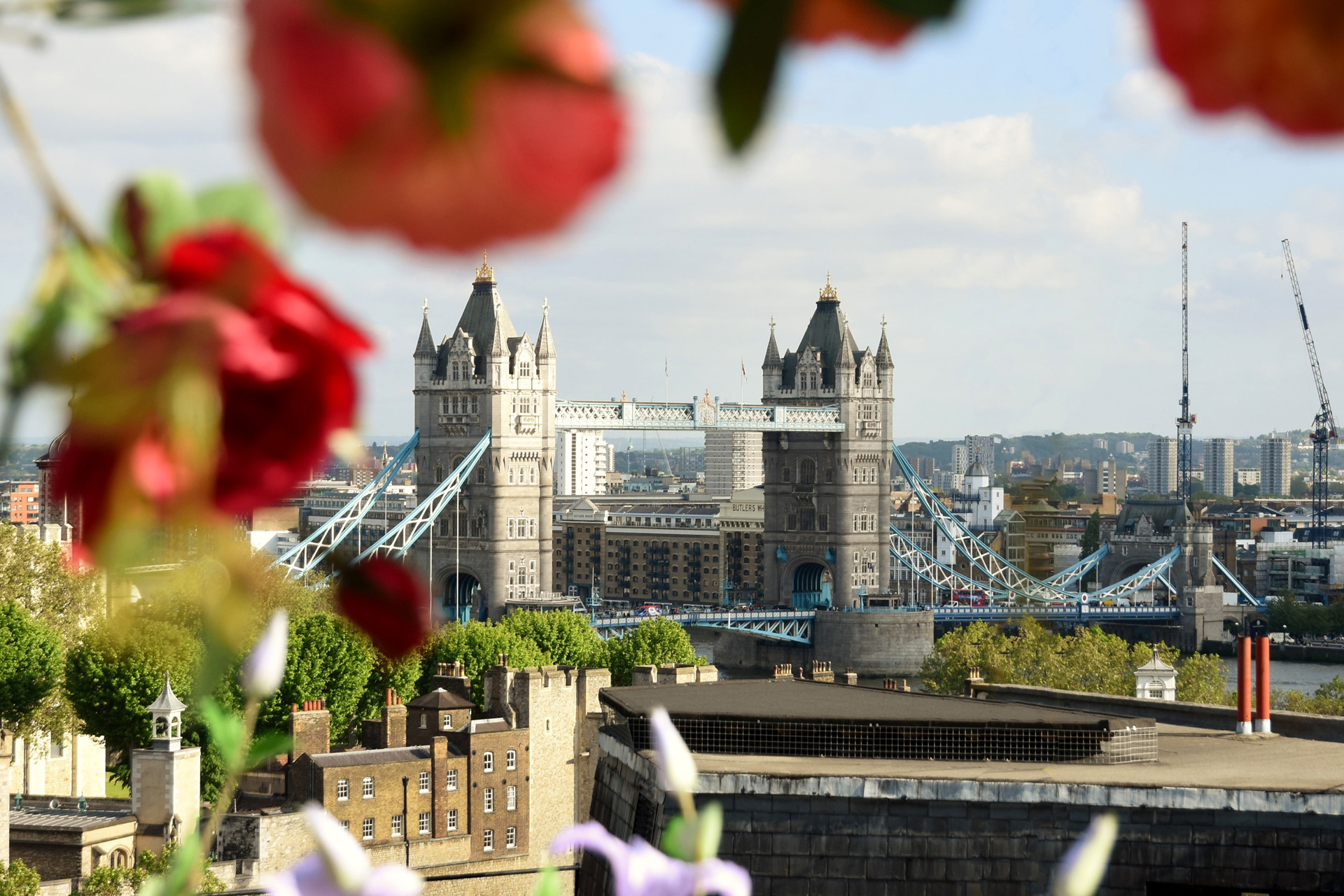 Flowers framing Tower Bridge
