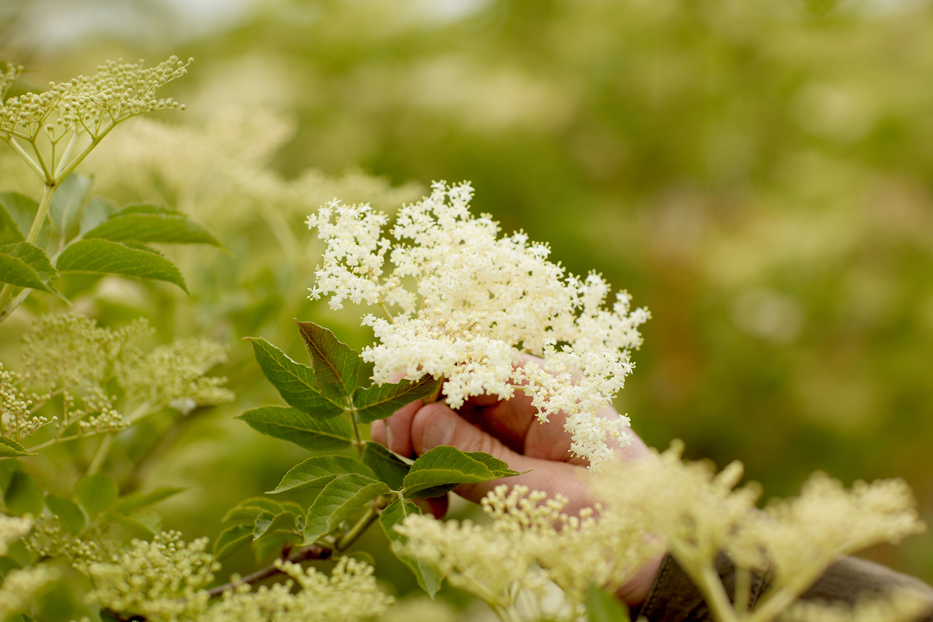 Elderflower