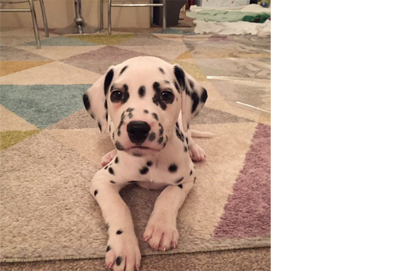 National Puppy Day