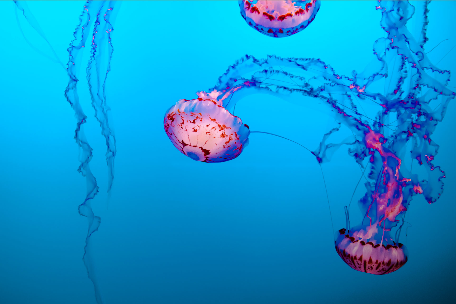 Could A Robot Jellyfish Clean Up Our Ocean Floors?