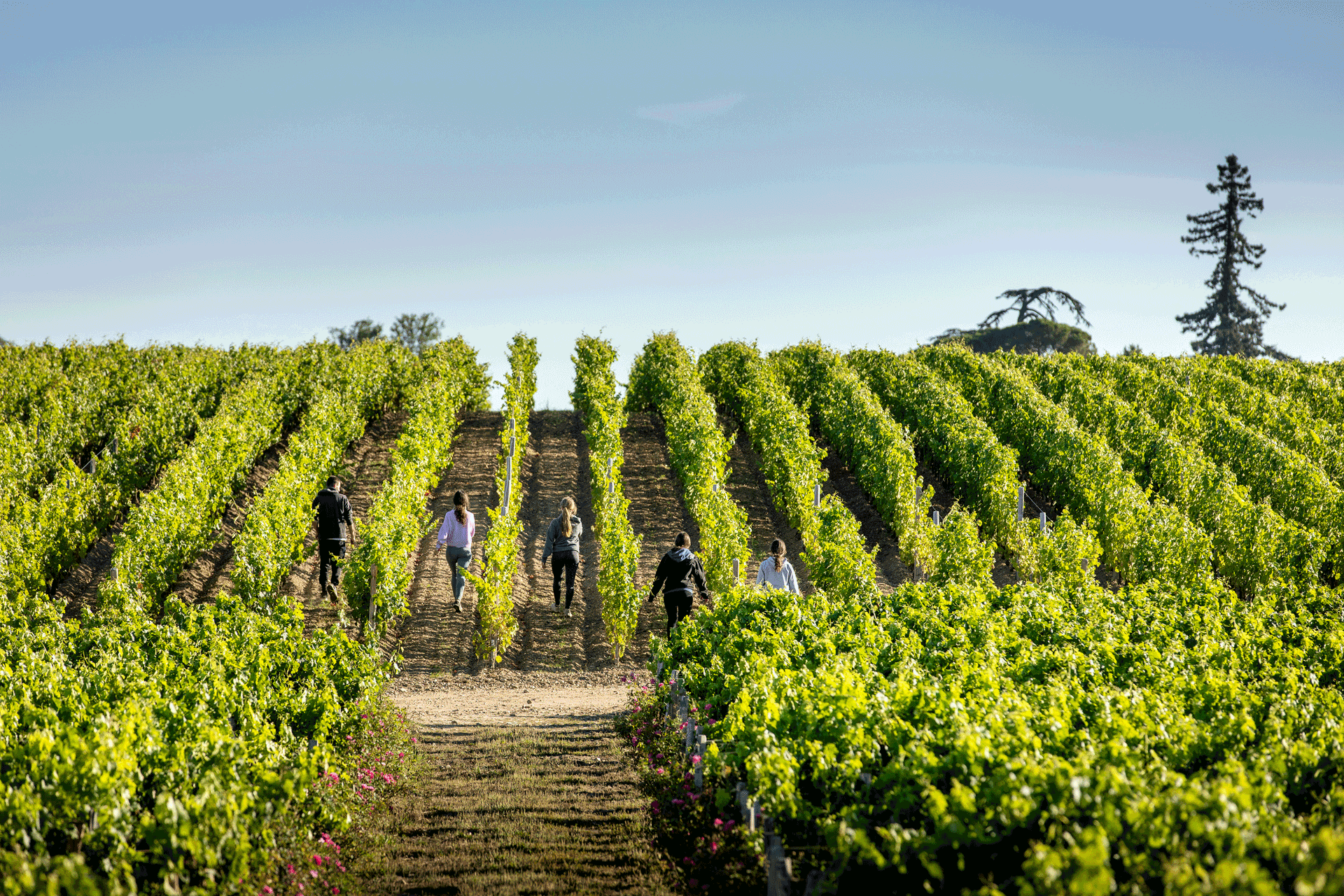 Vineyard at Chateau Figeac.