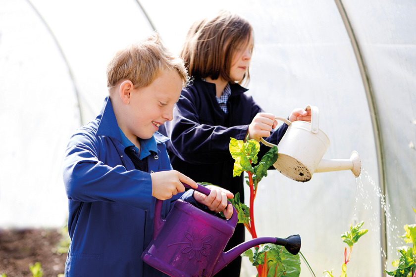 Pinewood greenhouse