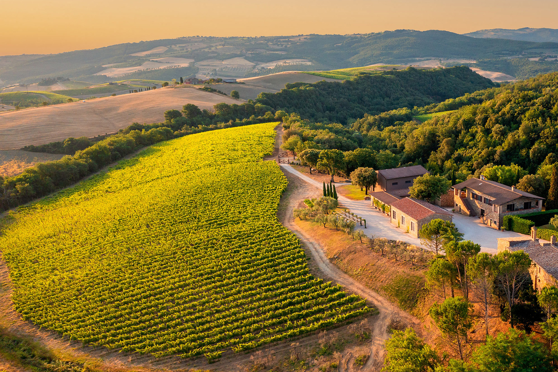 San Filippo vineyard