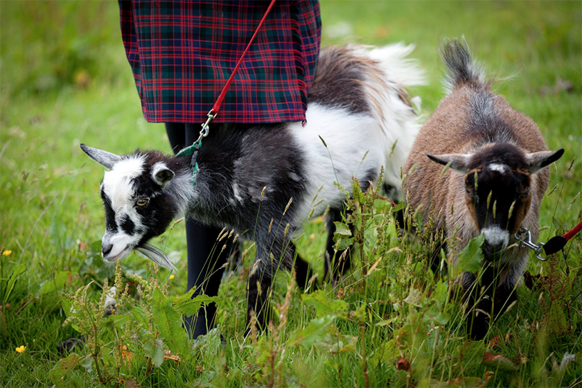 Five of the Most Unusual School Pets