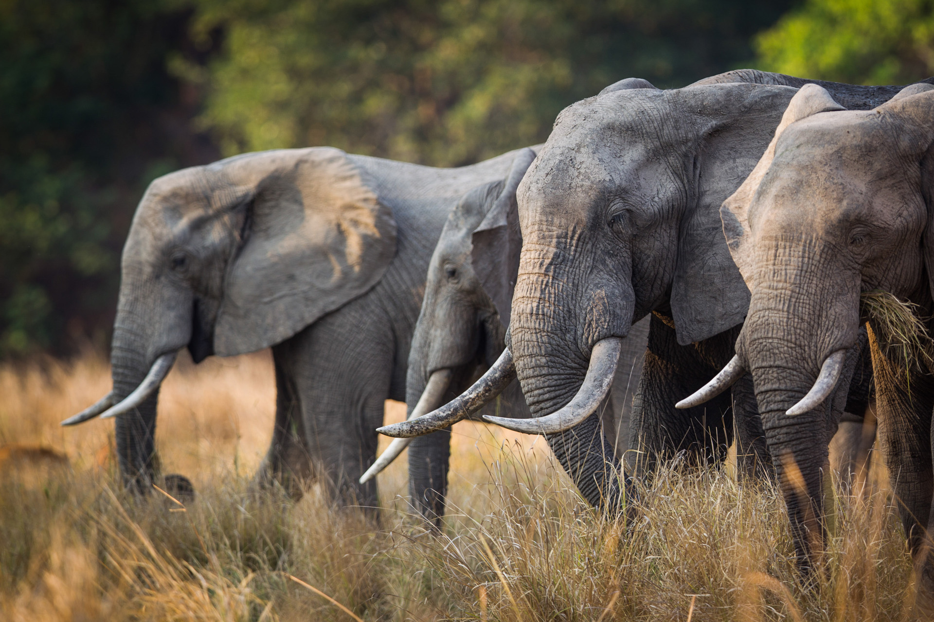 Elephants in the South Luangwa