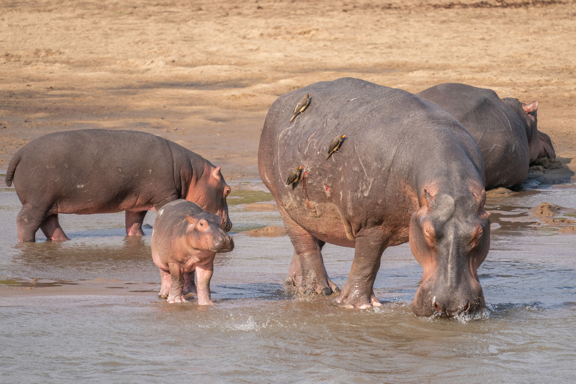 Hippos in the South Luangwa