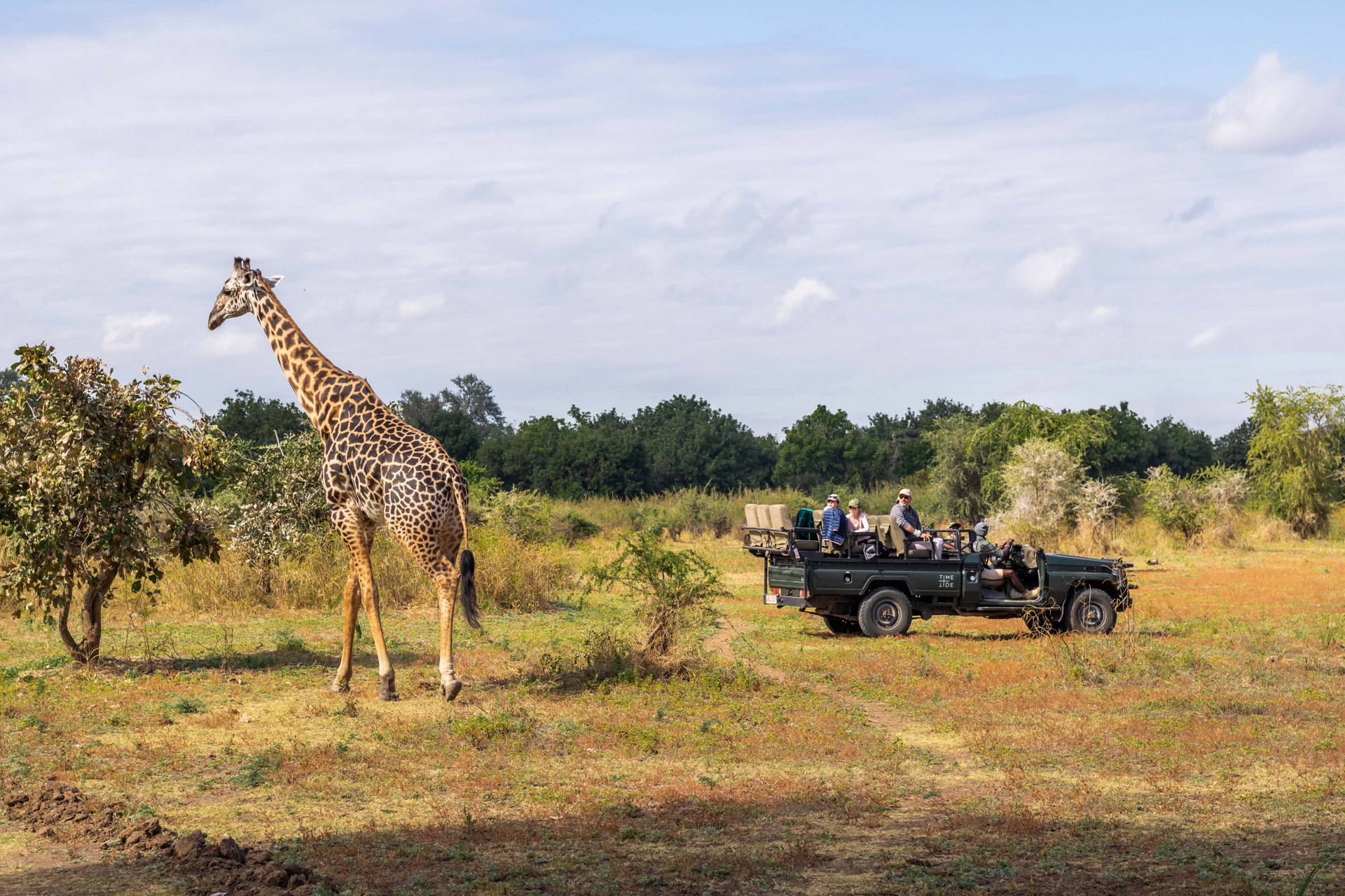 A giraffe and a safari truck