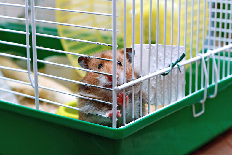 What Makes a Good First Pet School House Magazine