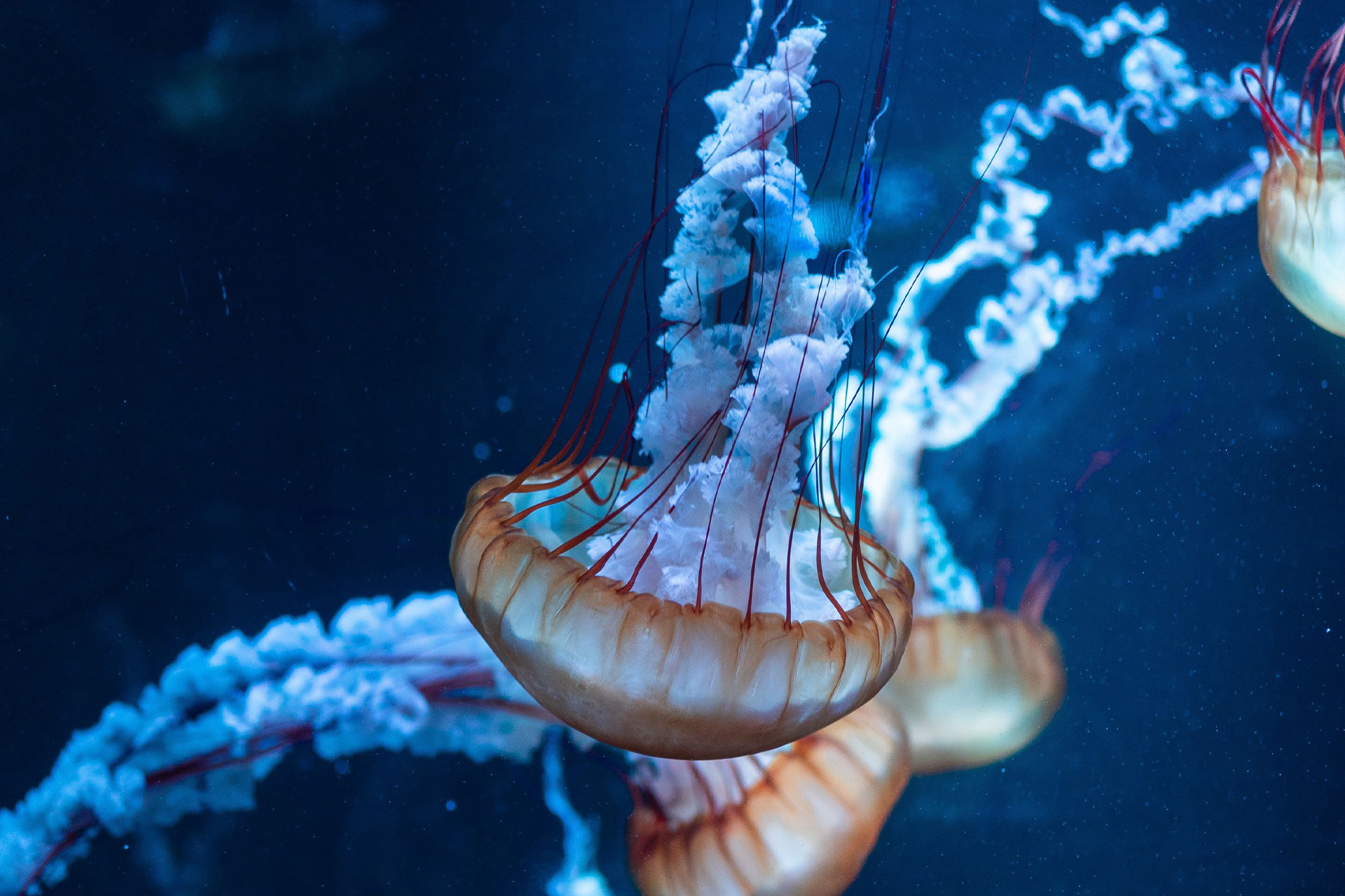 Plastic pollution causes a serious danger to marine wildlife (Image from Pexels)